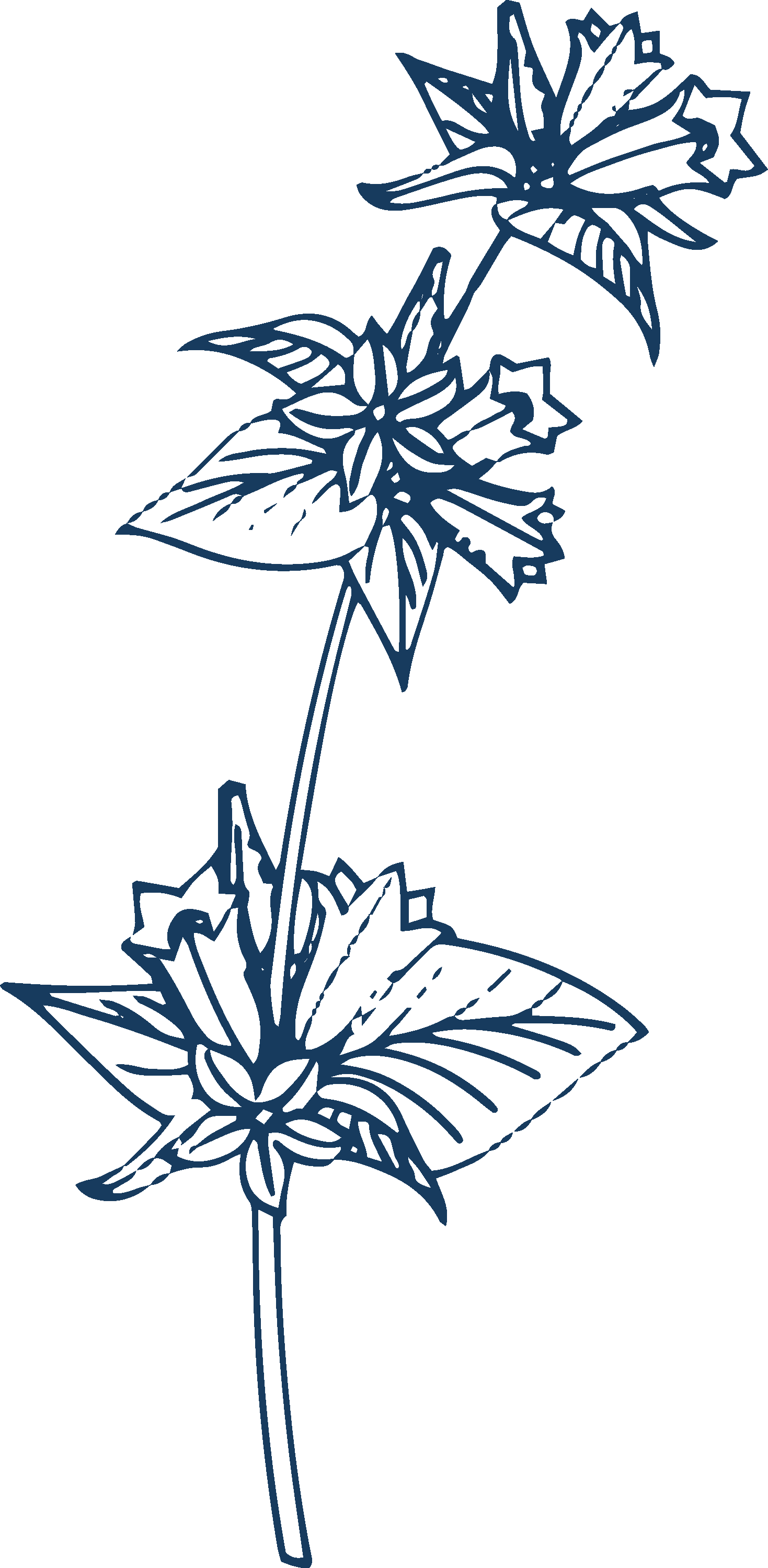 Line drawing of a potted flowering plant with multiple blooms and pointed leaves.