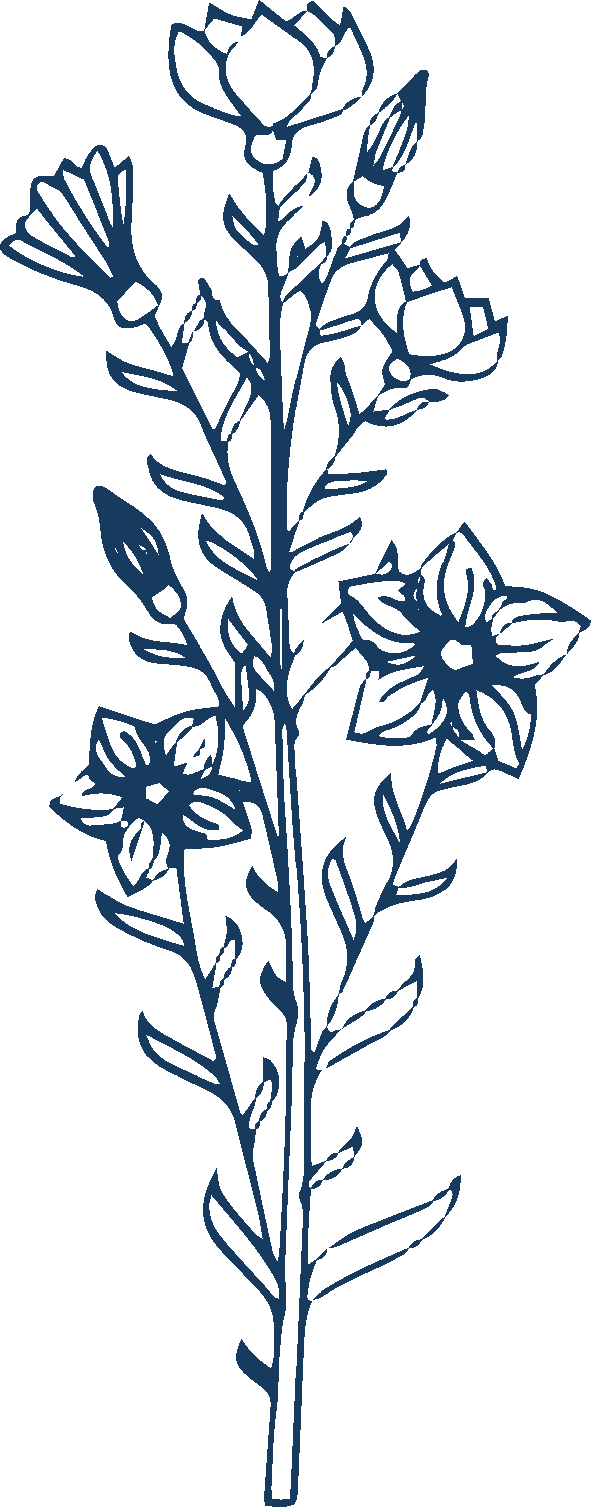Line drawing of a tall flowering plant with multiple blooms, leaves, and buds in a minimalist style.