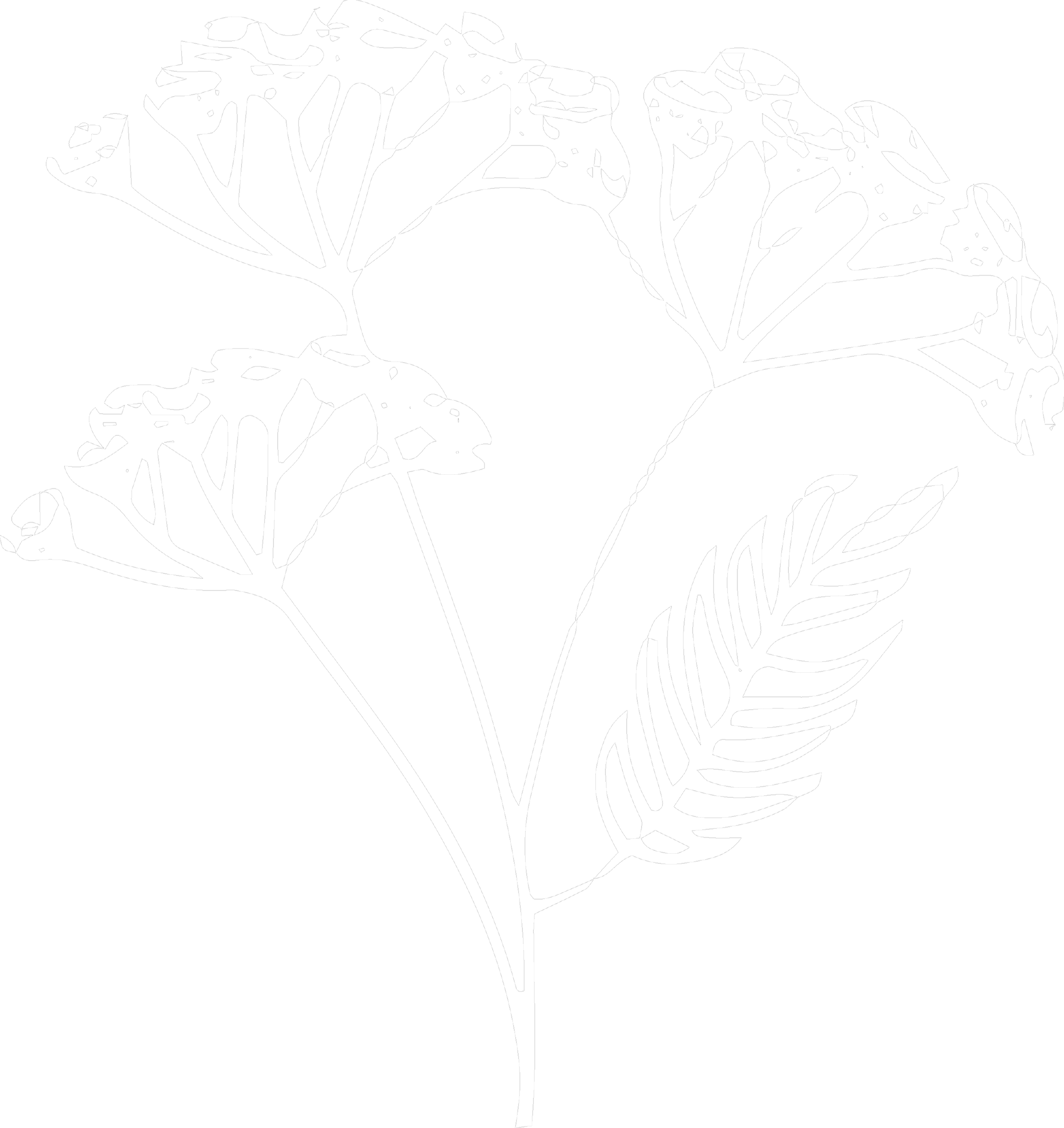 Black and white illustration of a botanical plant with multiple leaves and stems.