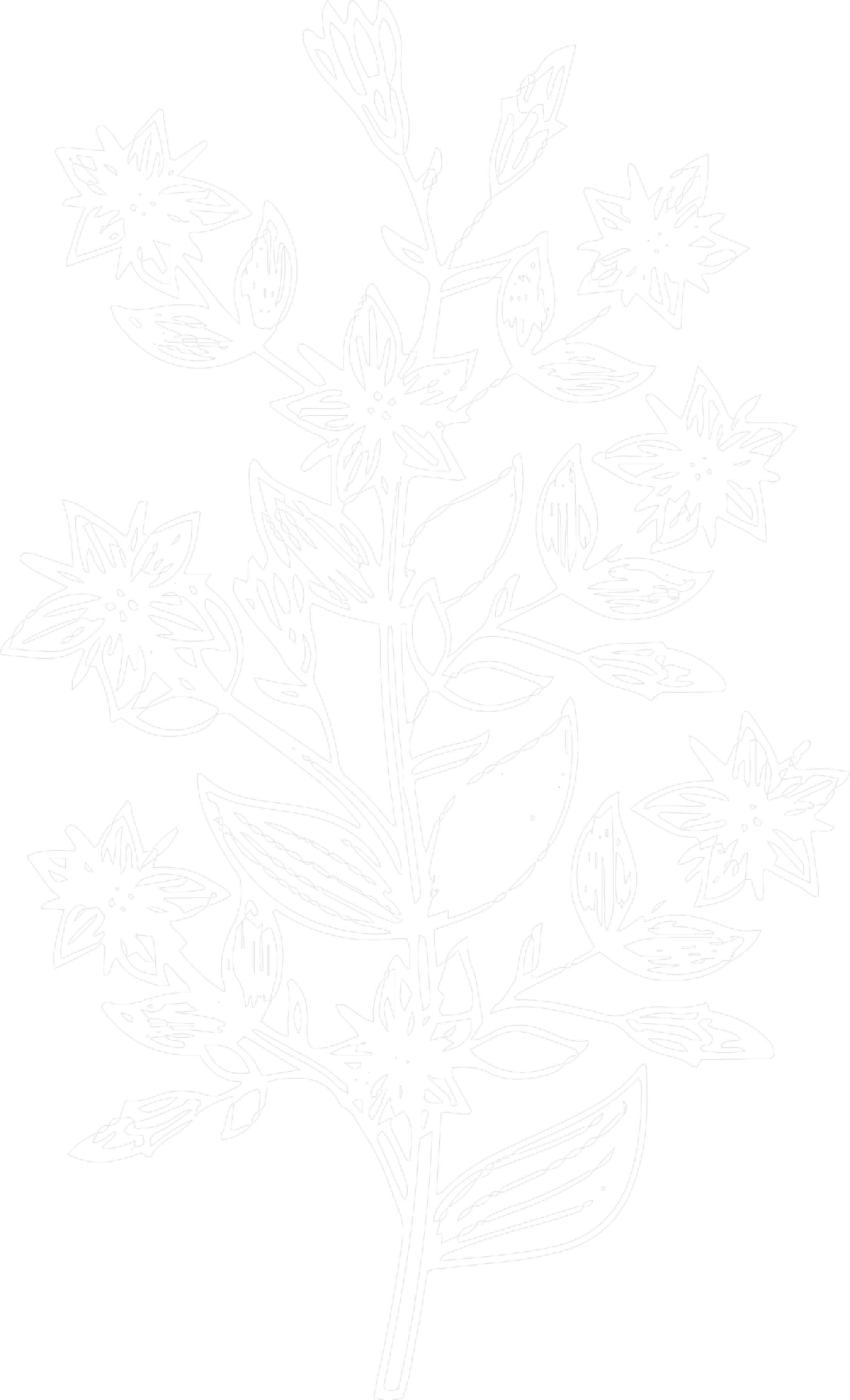 A black and white outline of a flowering plant with multiple blooms, leaves, and stems.