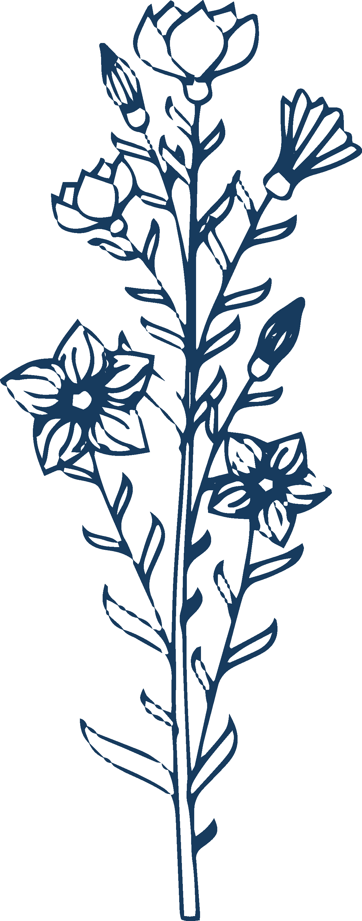 Outline of a tall flower stem with five detailed flowers on it, all in dark blue on a black background.