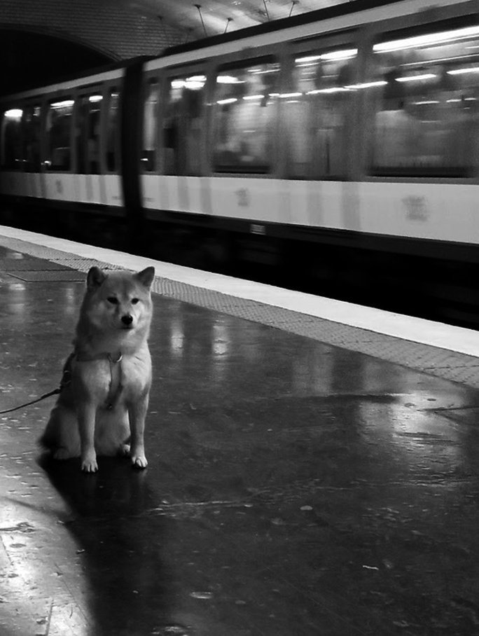 dog.jpg