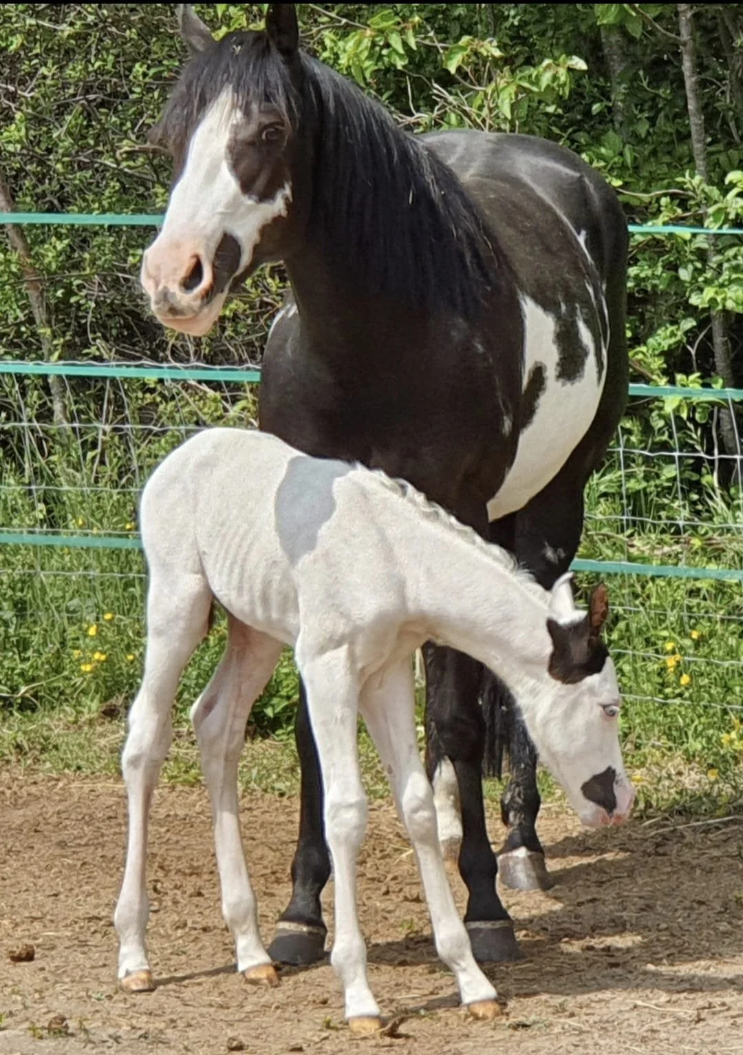 Un cheval noir et blanc se tiennant à côté d’un poulain blanc dans un enclos entouré de végétation.