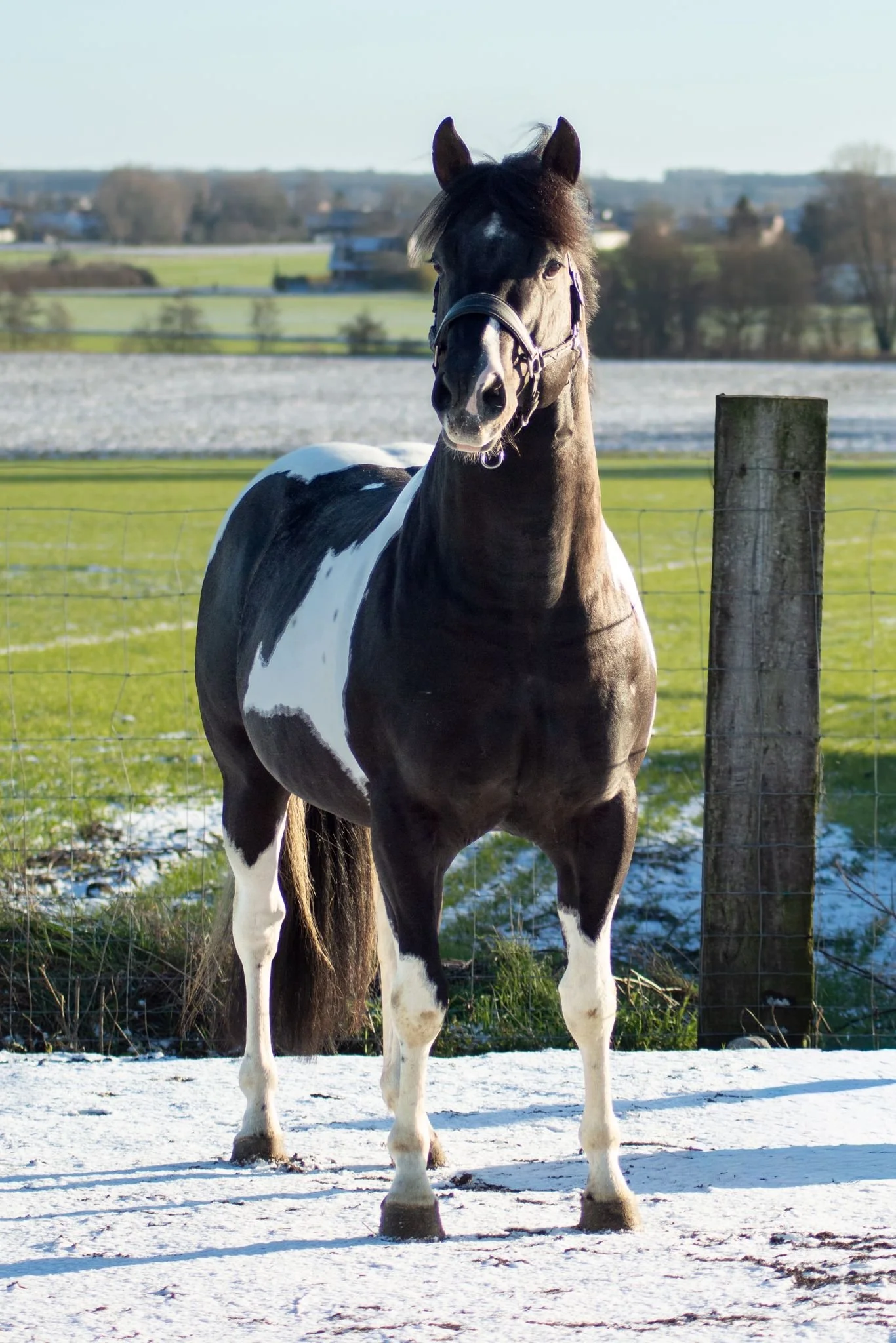 Un cheval noir et blanc se tient dans un champ enneigé, avec un paysage rural en arrière-plan.