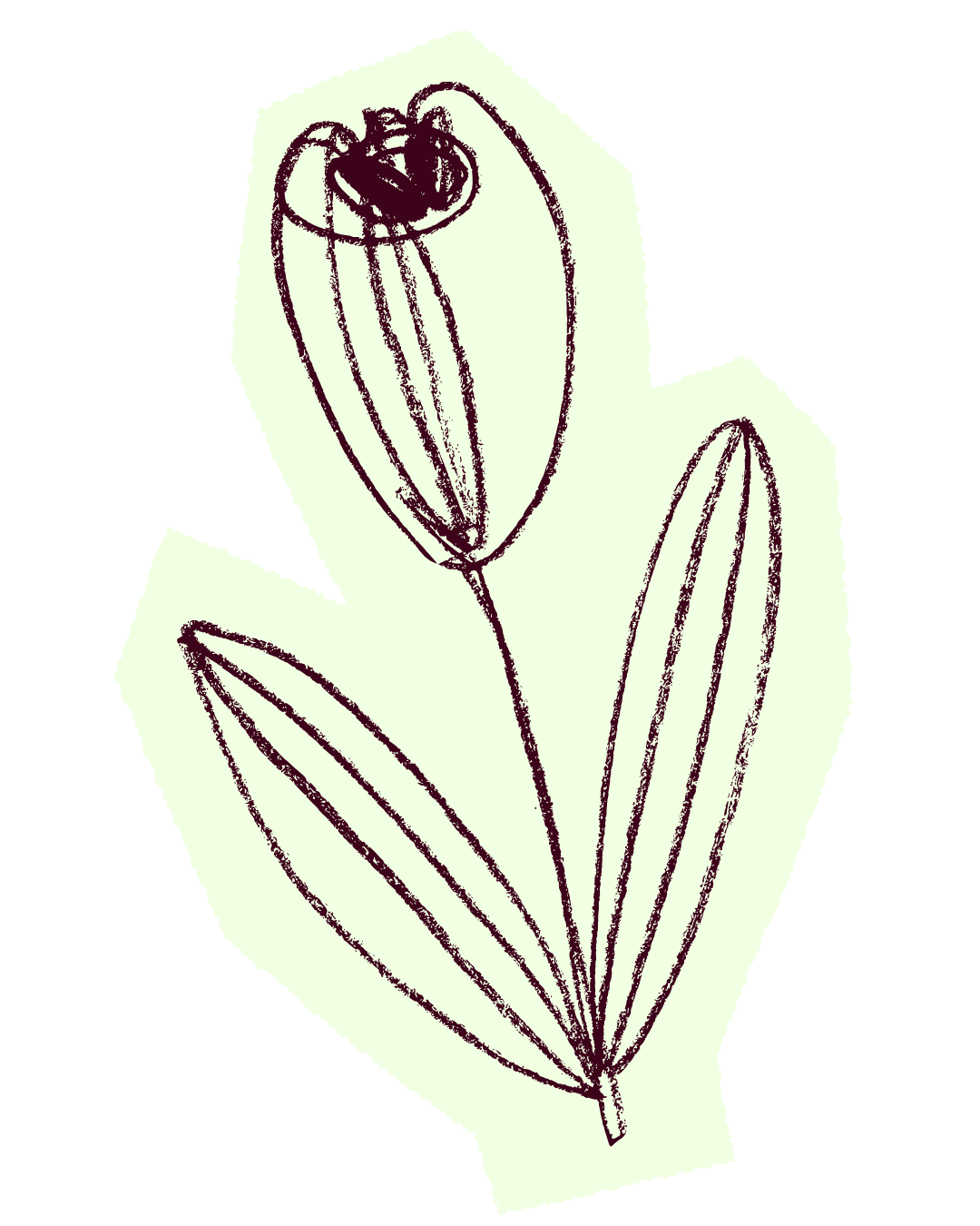 Hand-drawn botanical illustration of a flower with a stem, elongated leaves, and a large, open flower with detailed petals and a dark center.