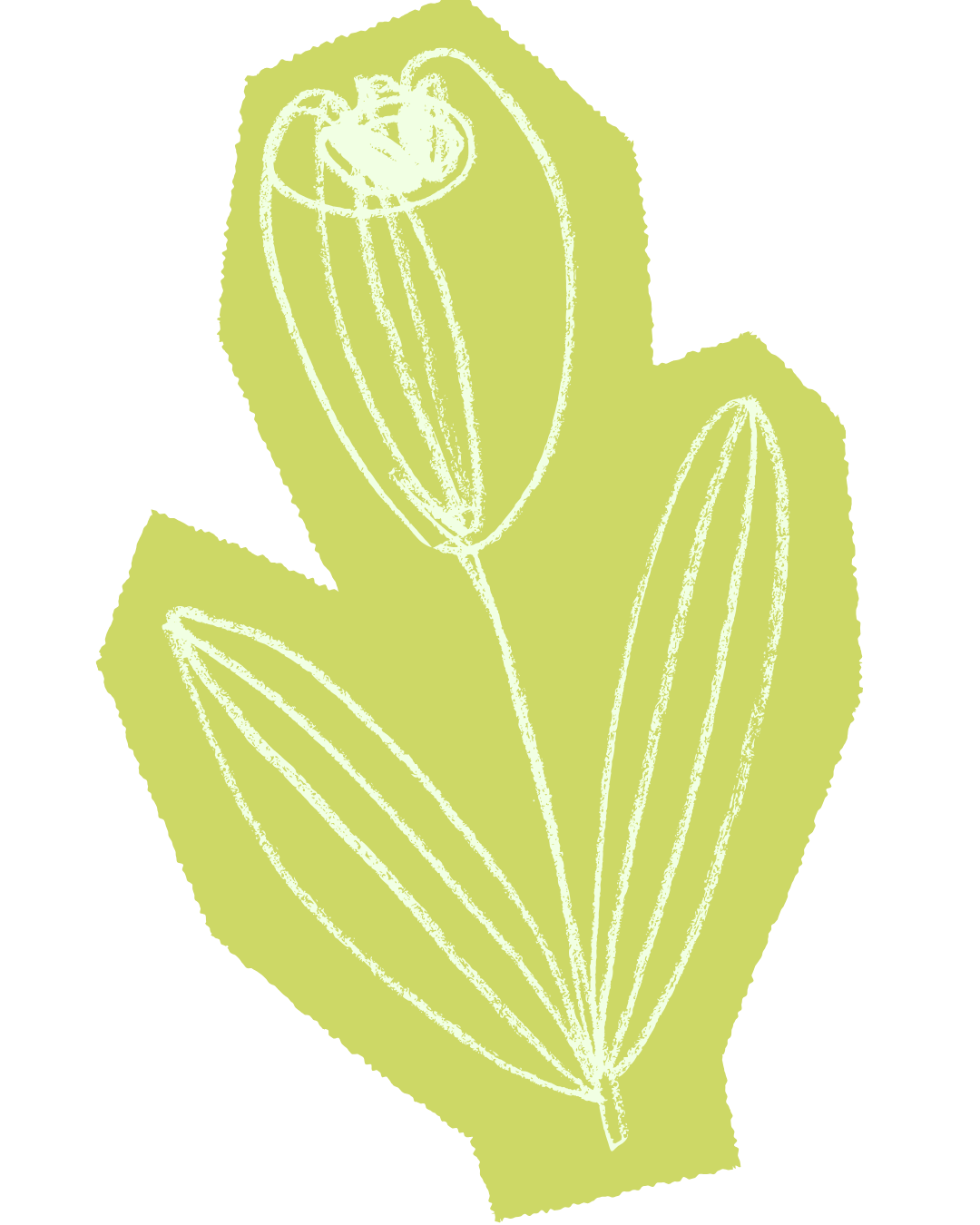 Line drawing of a flower with two buds on a pale green background.