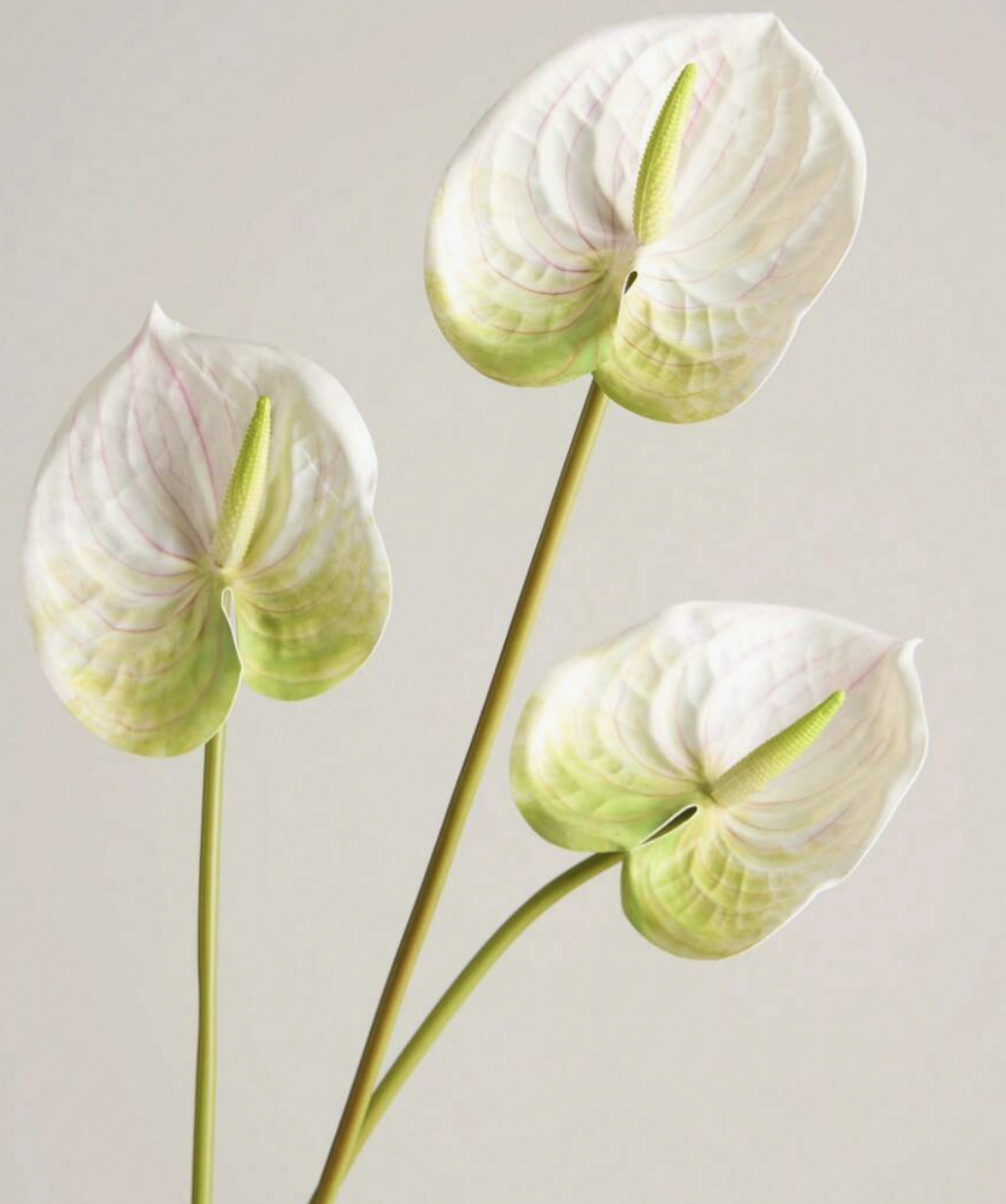 Three white and green Anthurium flowers with long, slender stems and pale pink veins on the spathes, set against a plain background.