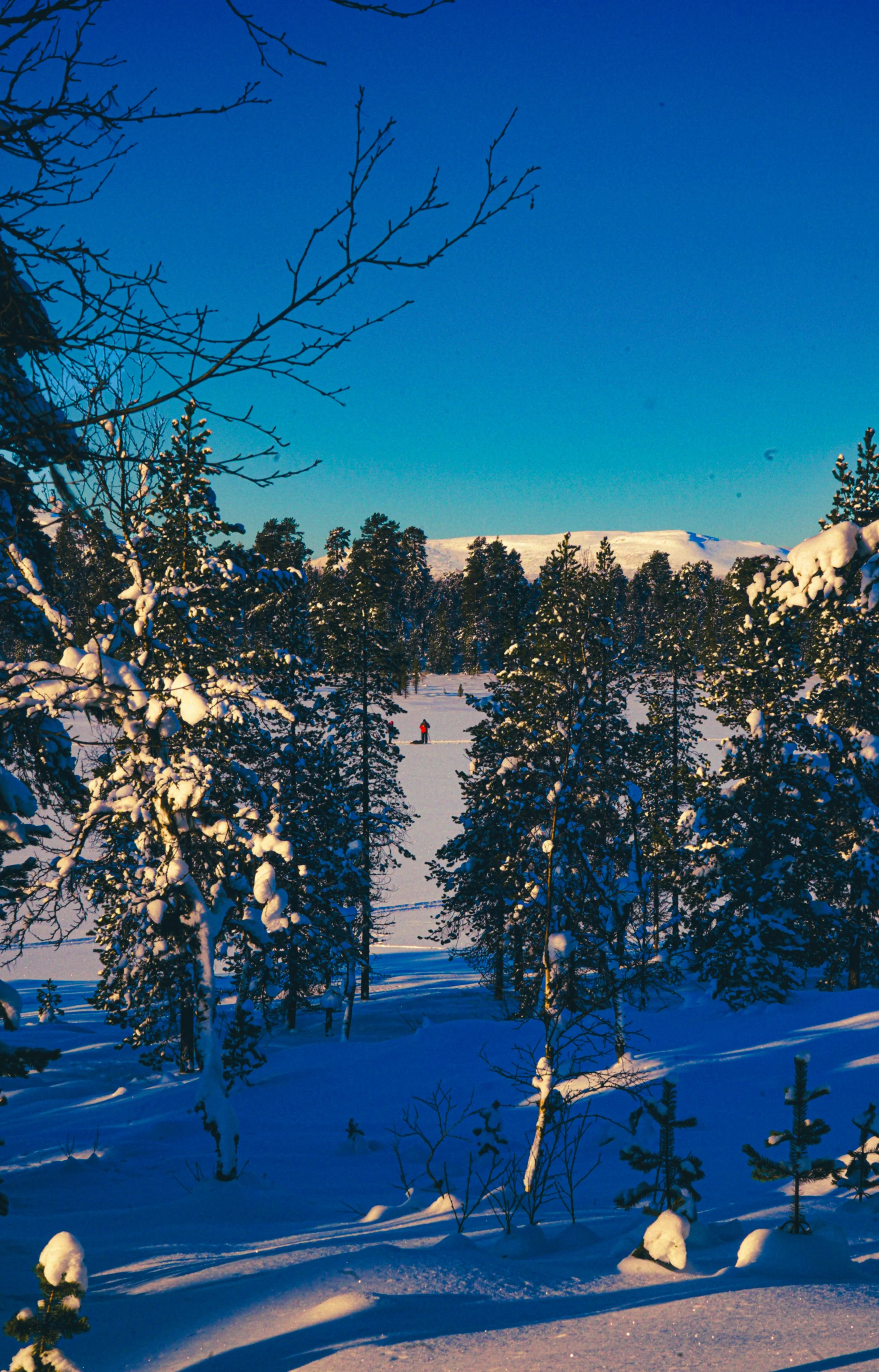Vinterskogslandskap med snötäckta träd och en klar blå himmel. En person rör sig i snön på ett fält i mitten av bilden.