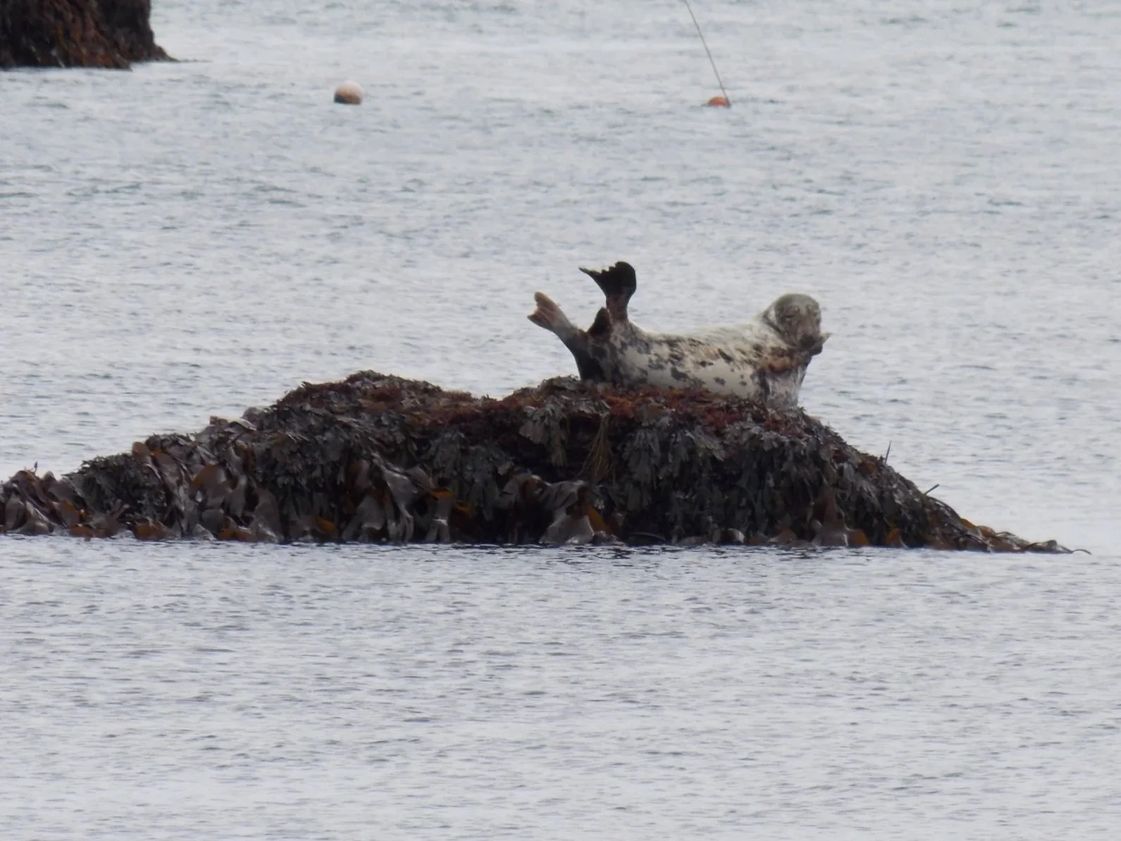 A seal lying on a small rocky island covered with seaweed, surrounded by water with buoys in the distance.
