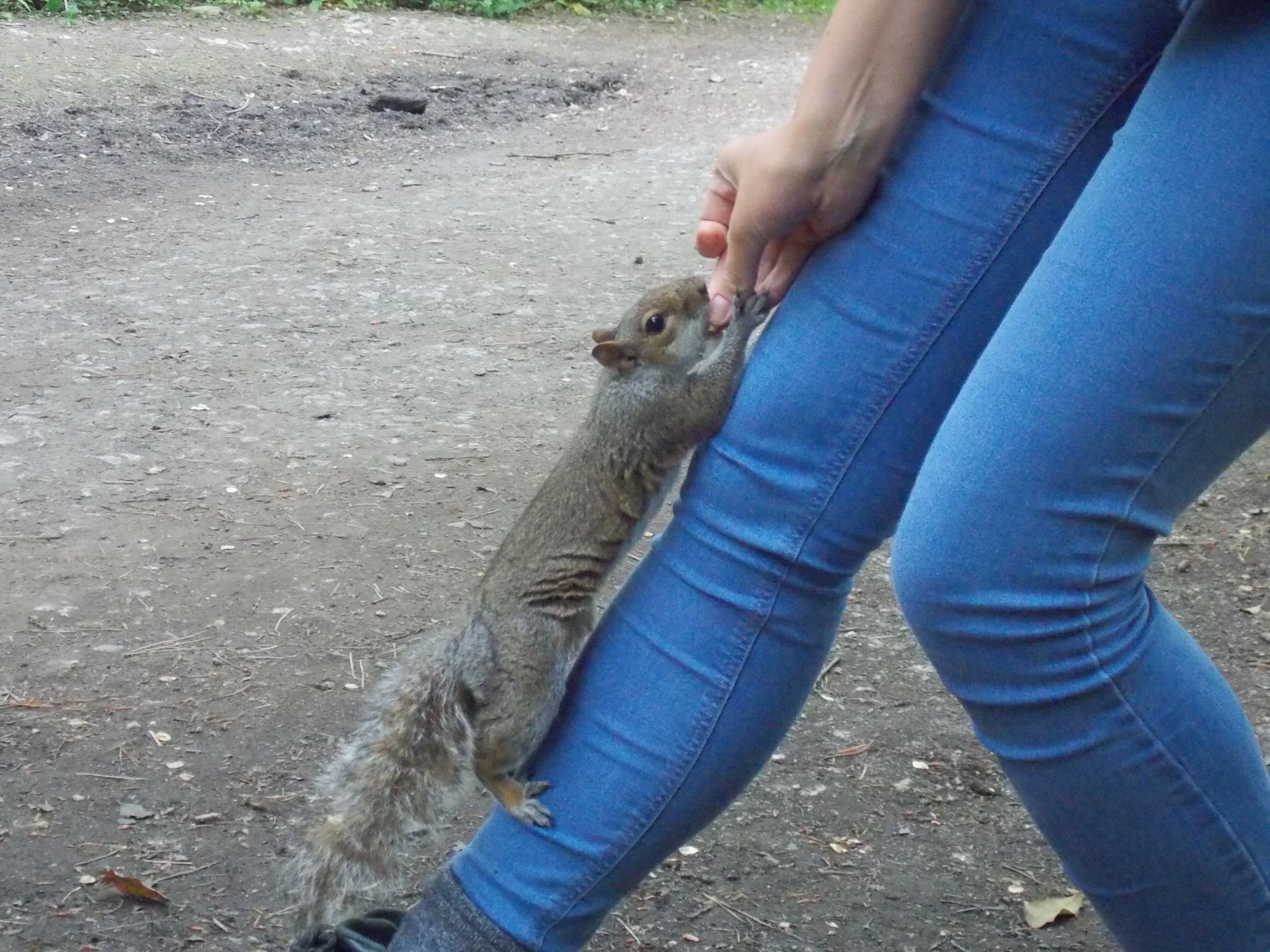 A person in blue jeans letting a squirrel climb their leg to get fed at Tehidy Woods