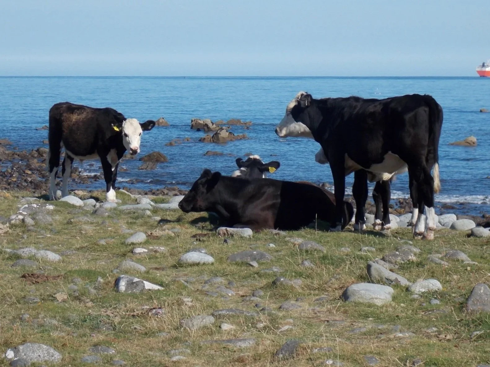 Cows on a rocky and grassy shoreline by the ocean with a ship in the distance.