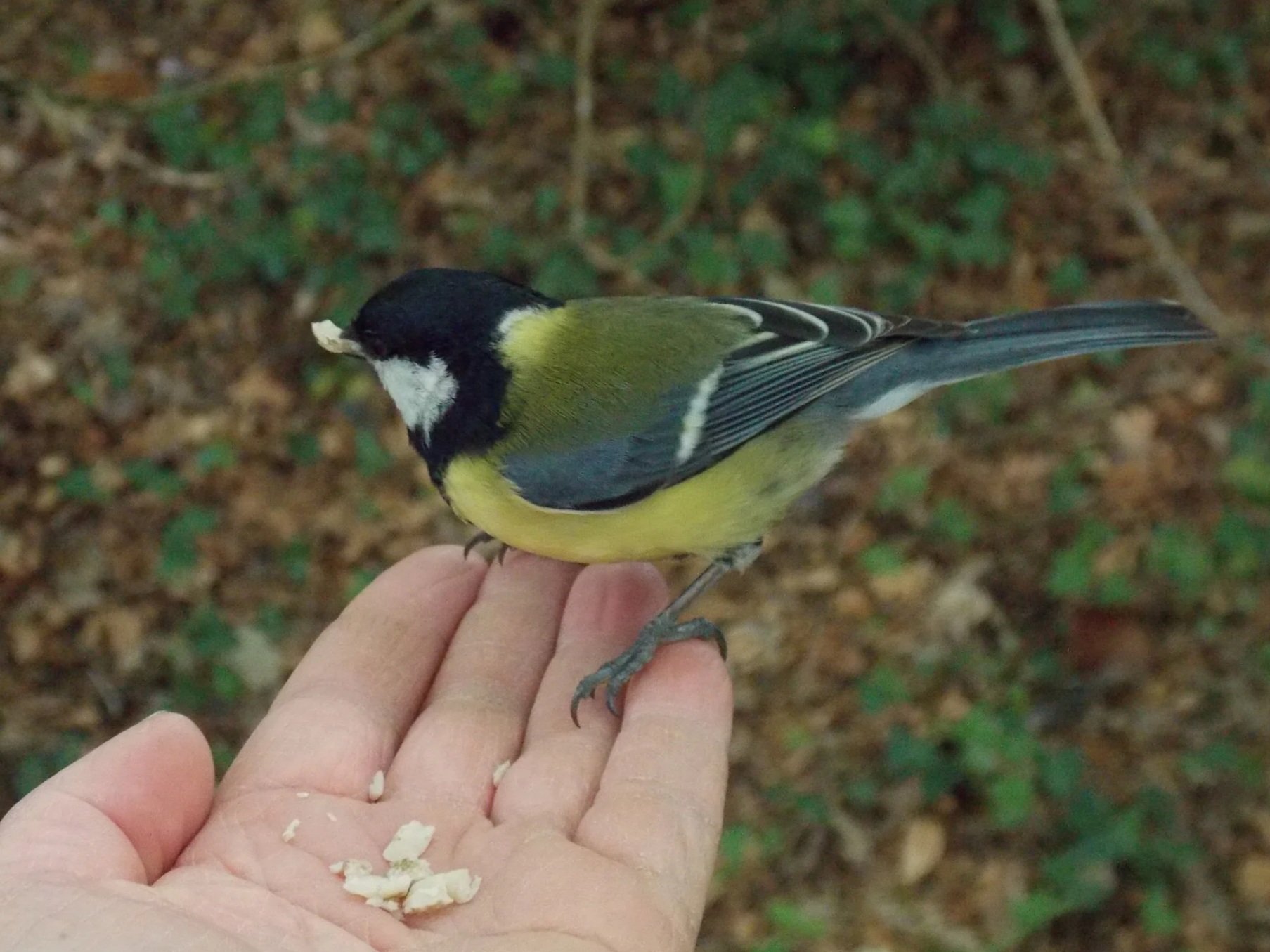 A great tit with black, white, and yellow feathers perched on a person's hand eating seeds, with a background of blurred leaves and ground.