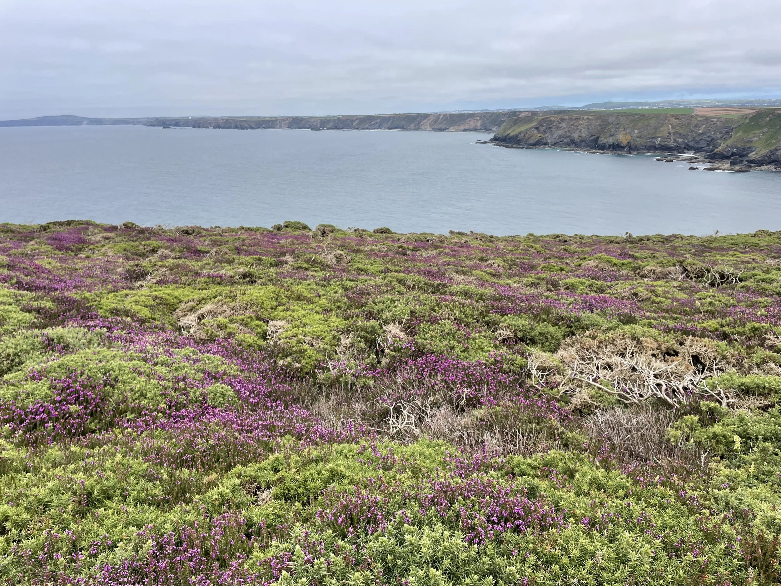 The North Cliffs heathland coastal landscape with purple and green vegetation in the foreground, rocky cliffs along the shoreline, and sunny skies.