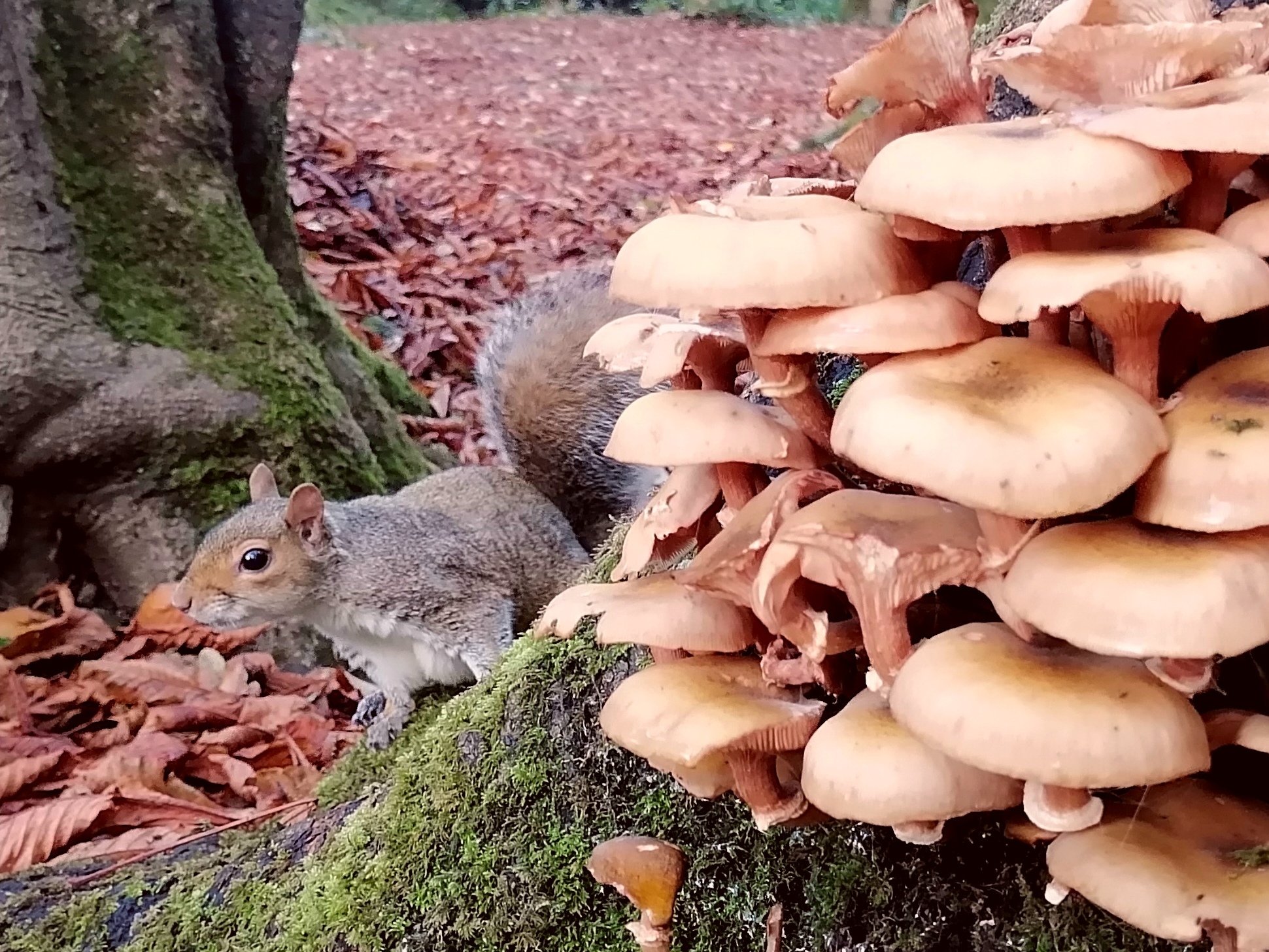 A squirrel on the ground at Tehidy Woods near a tree with moss, alongside a cluster of brown mushrooms.