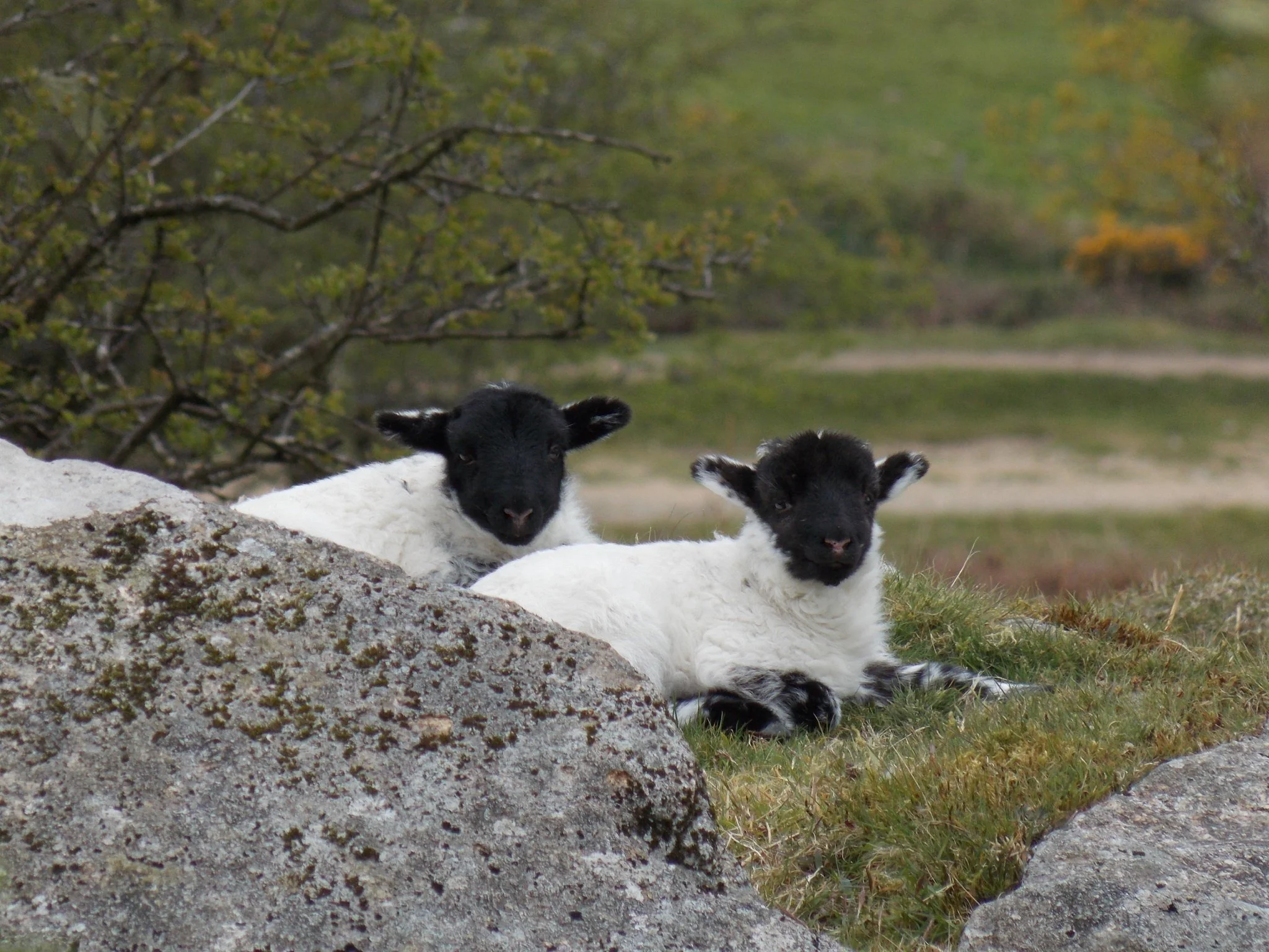 Two black and white lambs on Bodmin Moor.