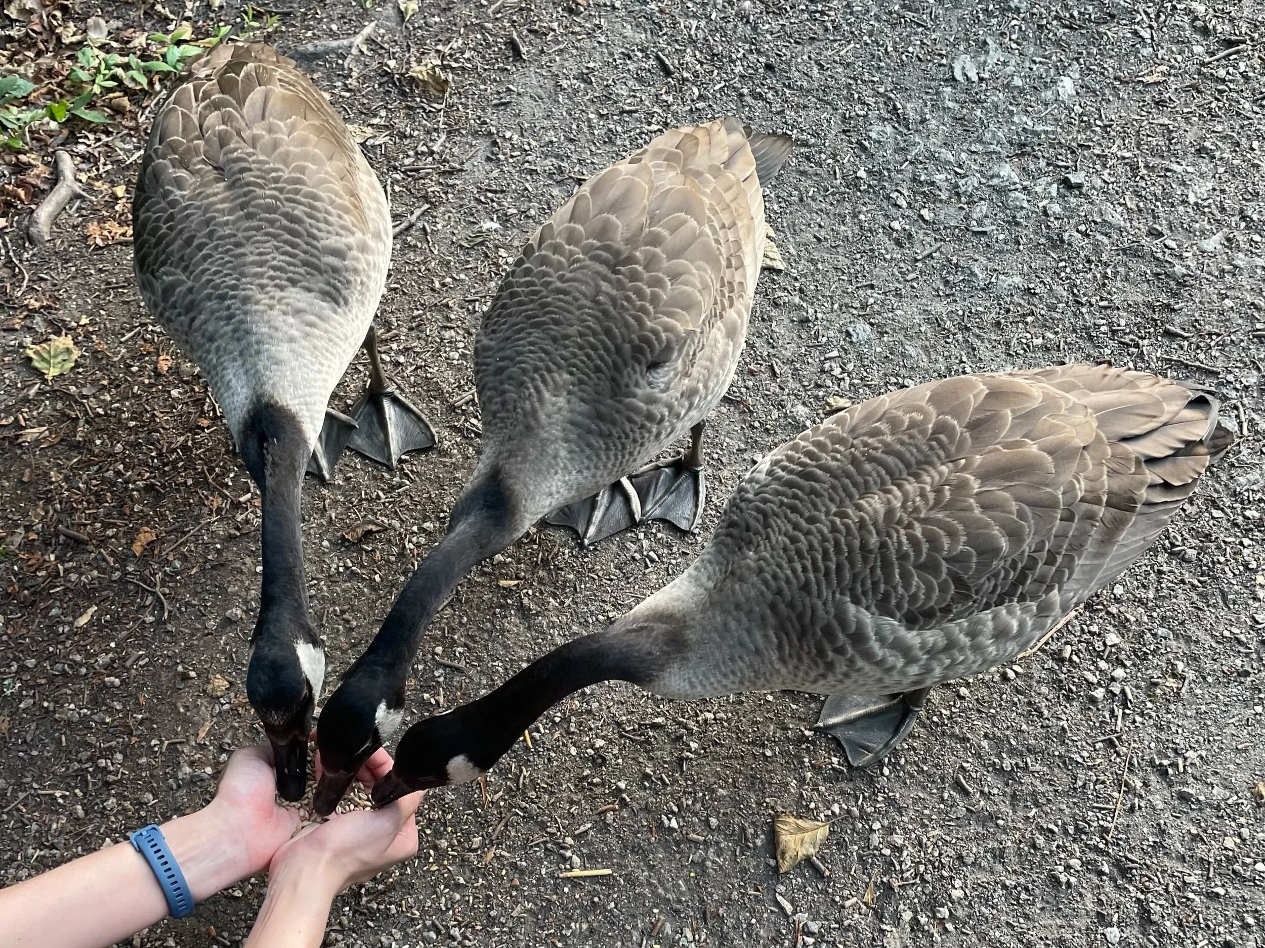 Three geese being fed seed from a persons cupped hands at Tehidy Woods.