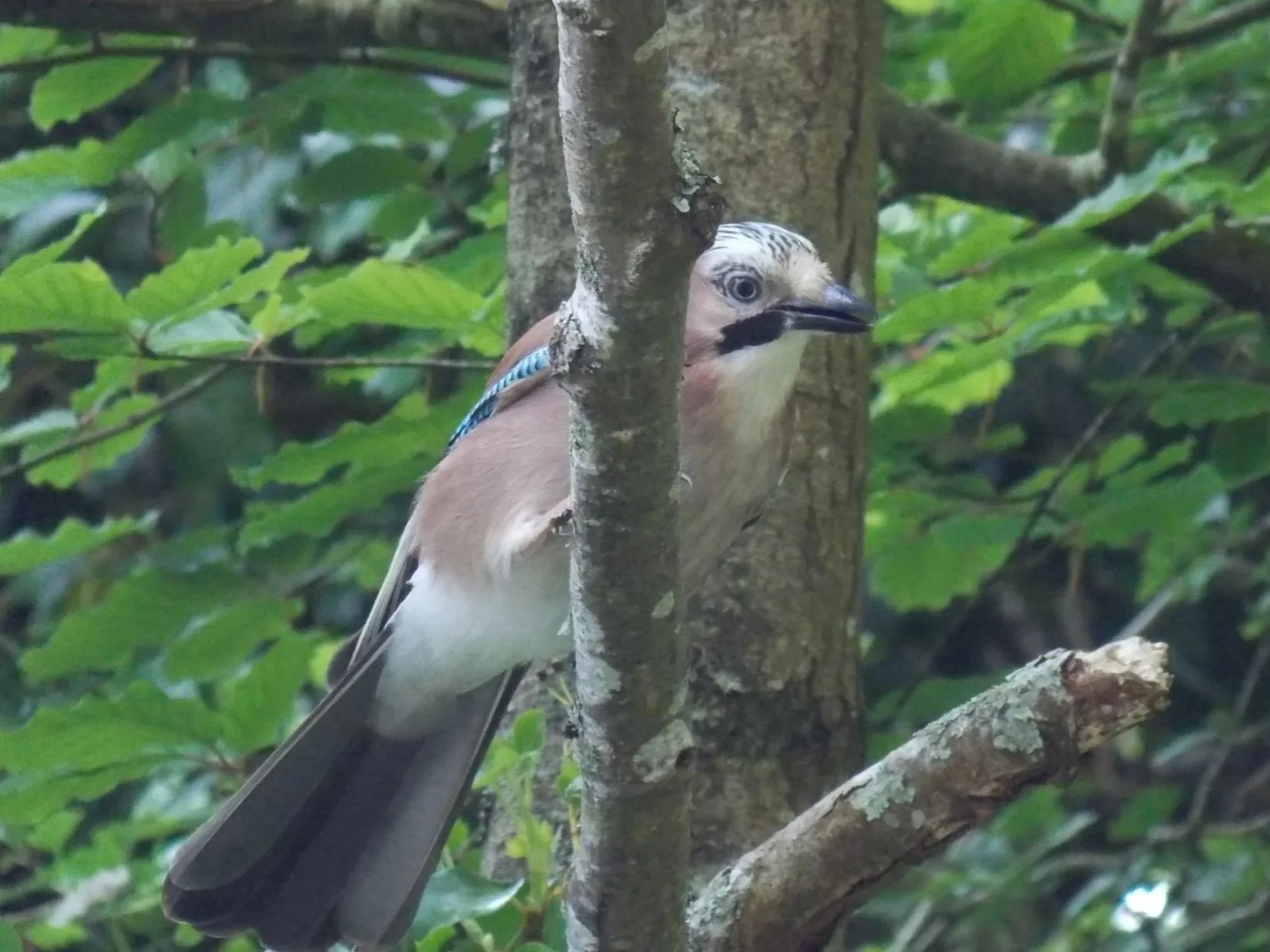 A Eurasian jay bird with brown, white, black and blue feathers perched behind a tree branch amidst green leaves at Tehidy Woods.