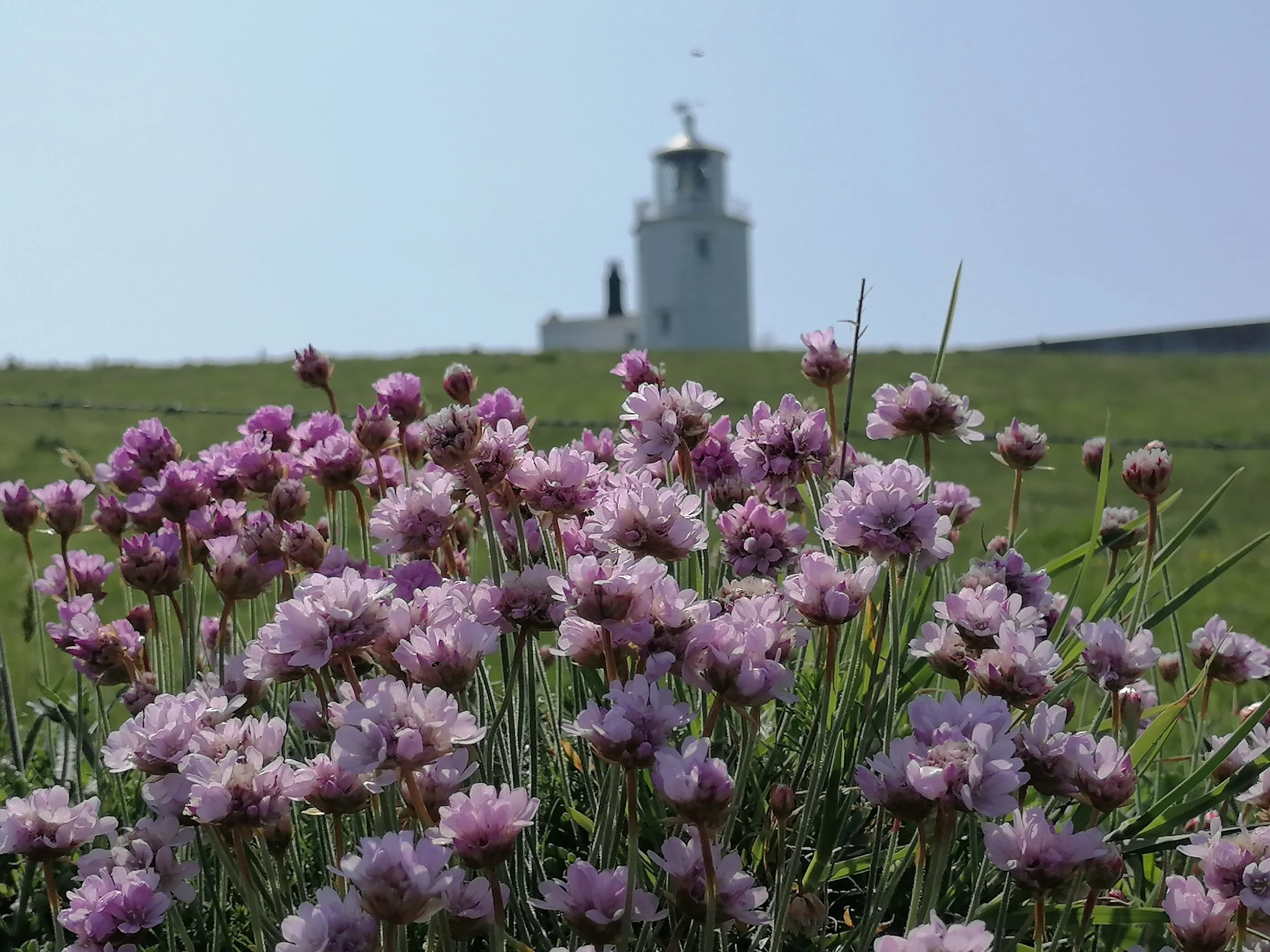 Pink and purple flowers in the foreground with a lighthouse in the background on a grassy hill under a cloudy sky.