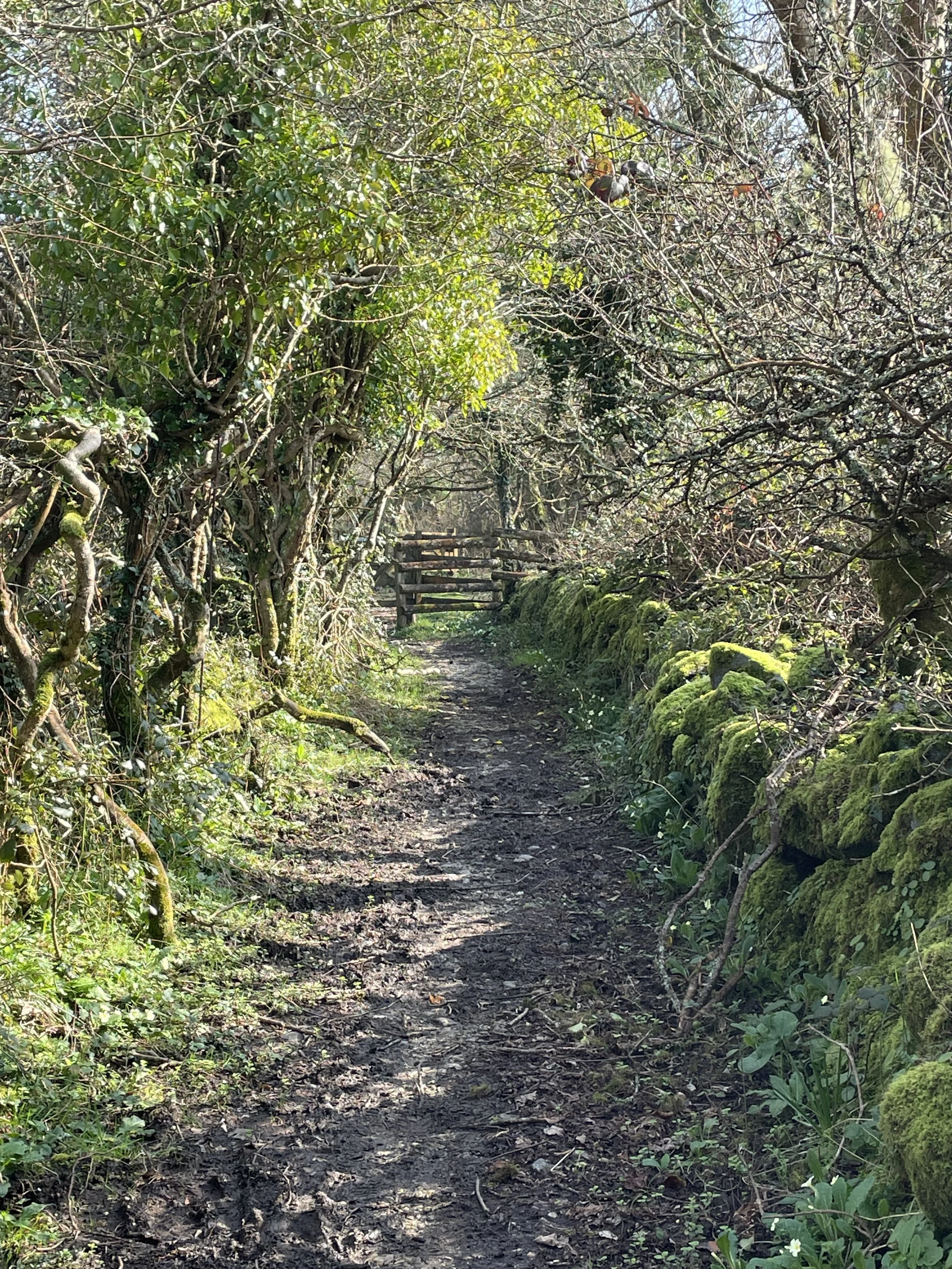 A narrow ancient sunken road through a dense, moss-covered wooded area with leafless trees and green bushes on either side, leading to a wooden style.