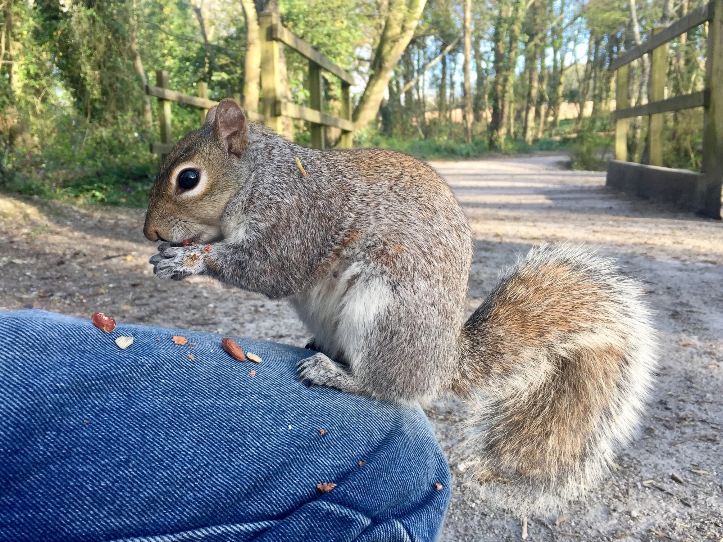 A squirrel sitting on a person's knee eating some snacks outdoors on a wooded path.