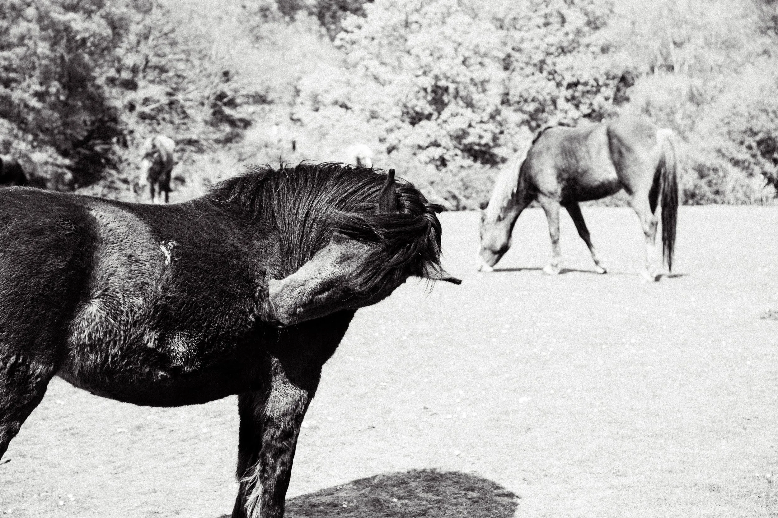 Black and white photo of multiple horses standing on a rocky terrain outdoors, with trees in the background.