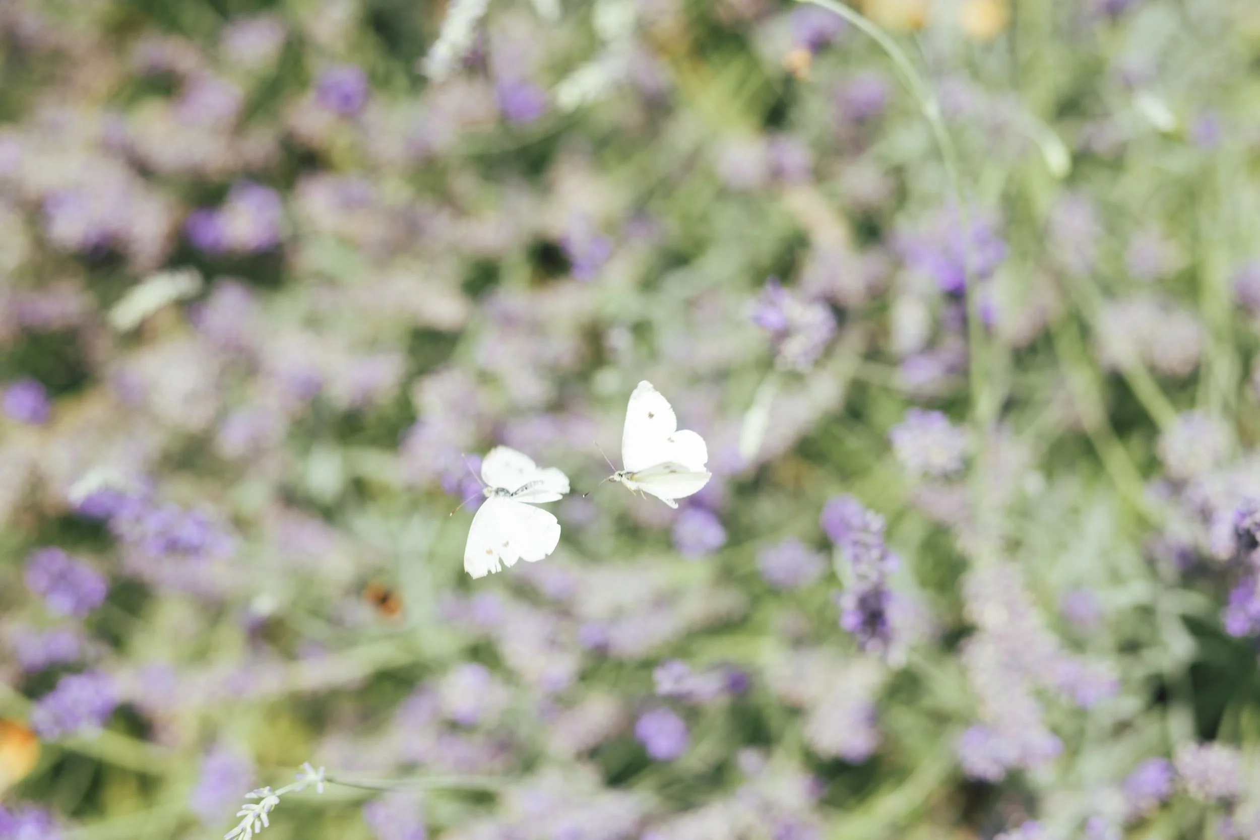 Two white butterflies flying above purple flowers in a green garden.