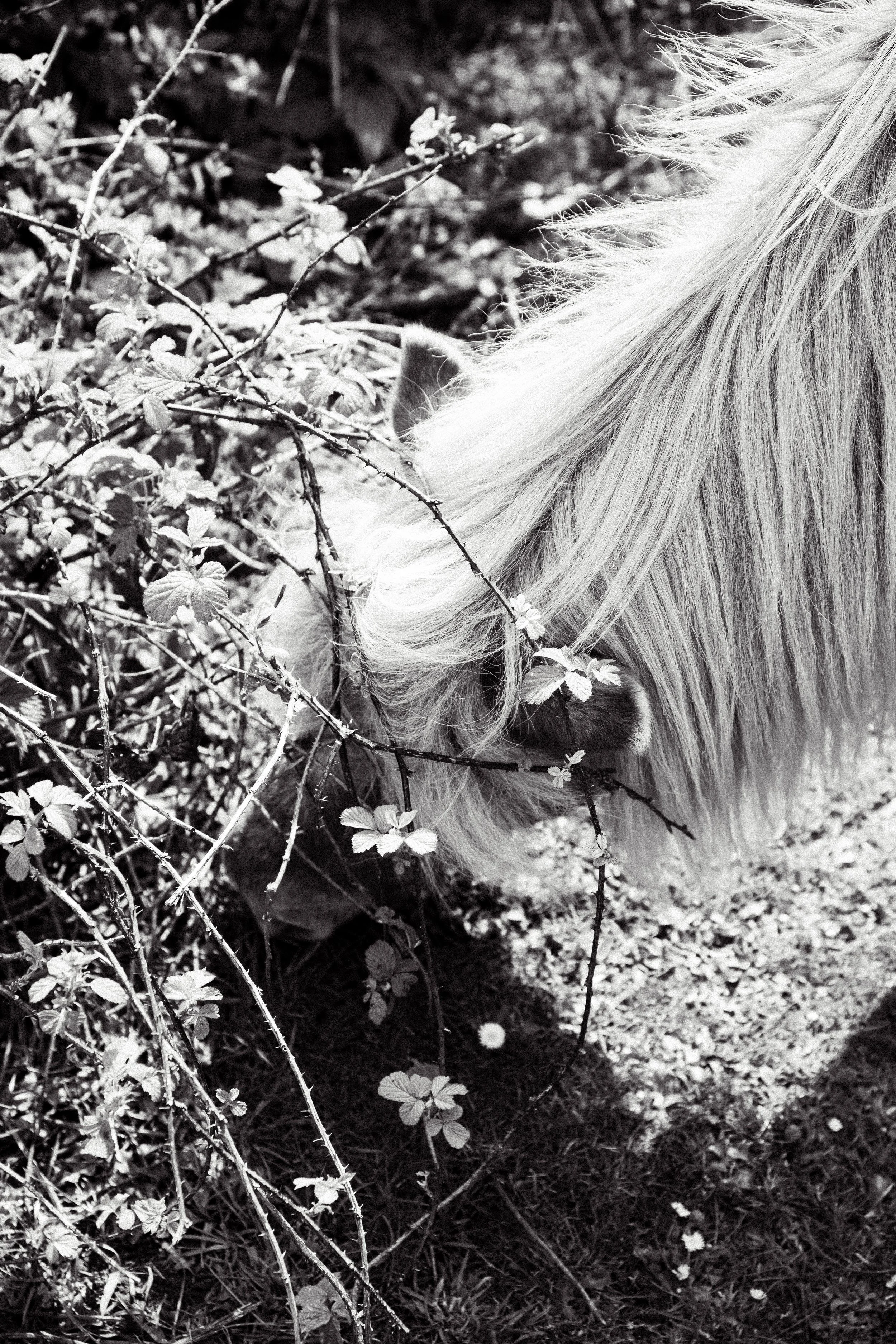 Close-up of a horse's head with flowing mane among tangled bushes in a natural outdoor setting.