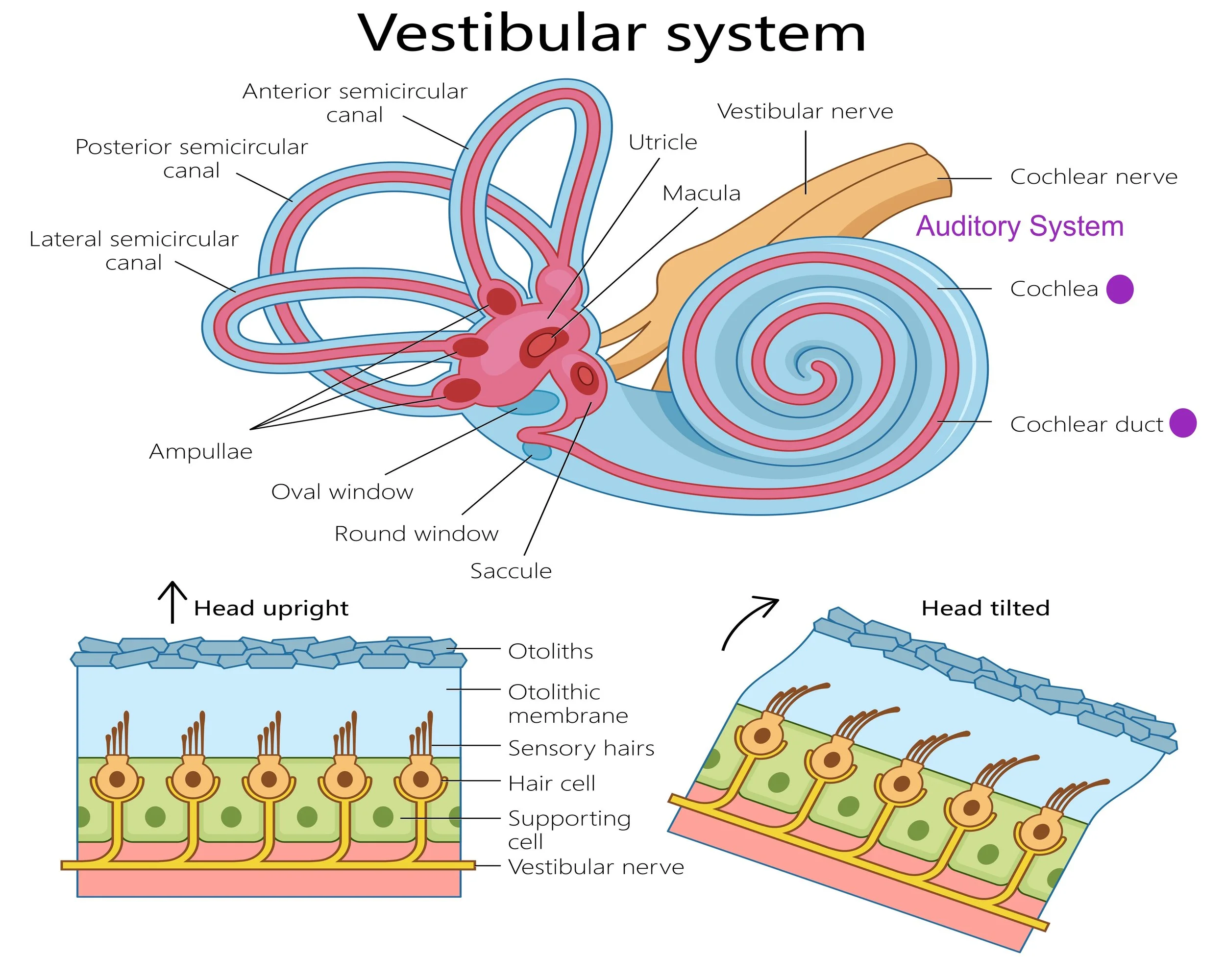Human inner ear showing vestibular and auditory systems.