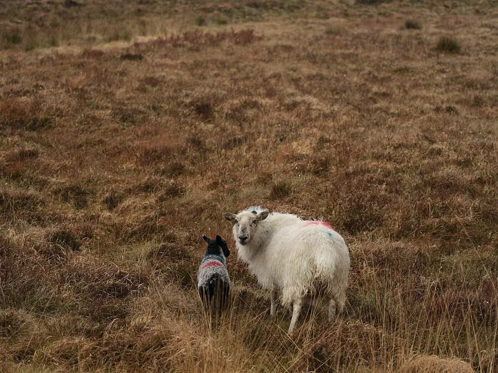 JH_Ireland_Lamb_Ewe.jpg