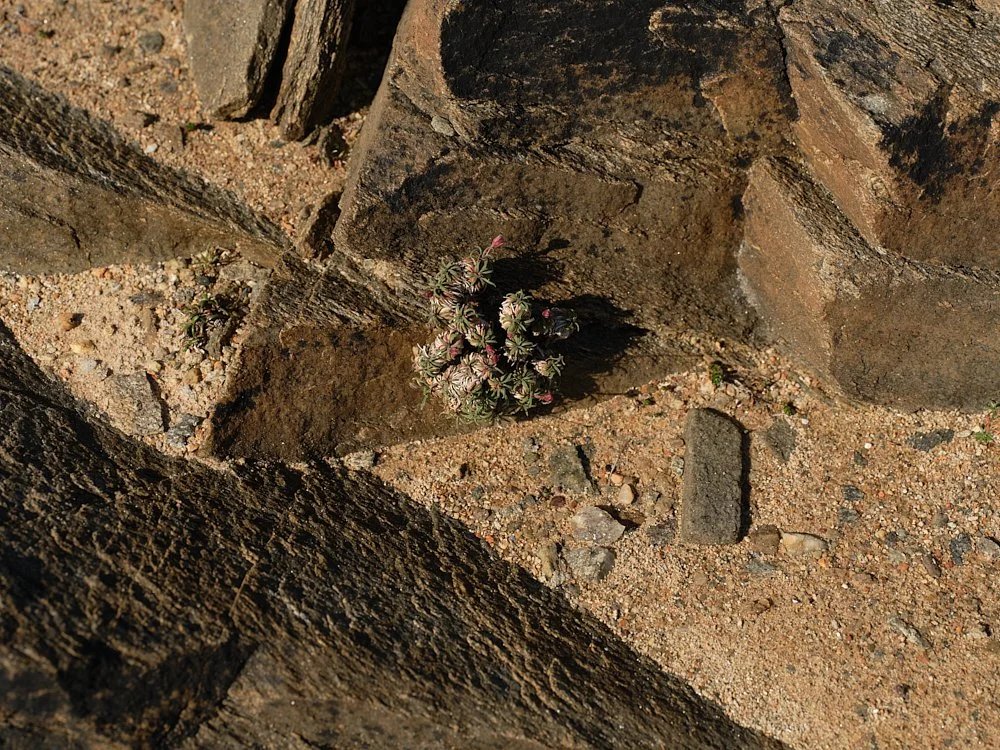 JH_Ireland_Rock_Plant.jpg