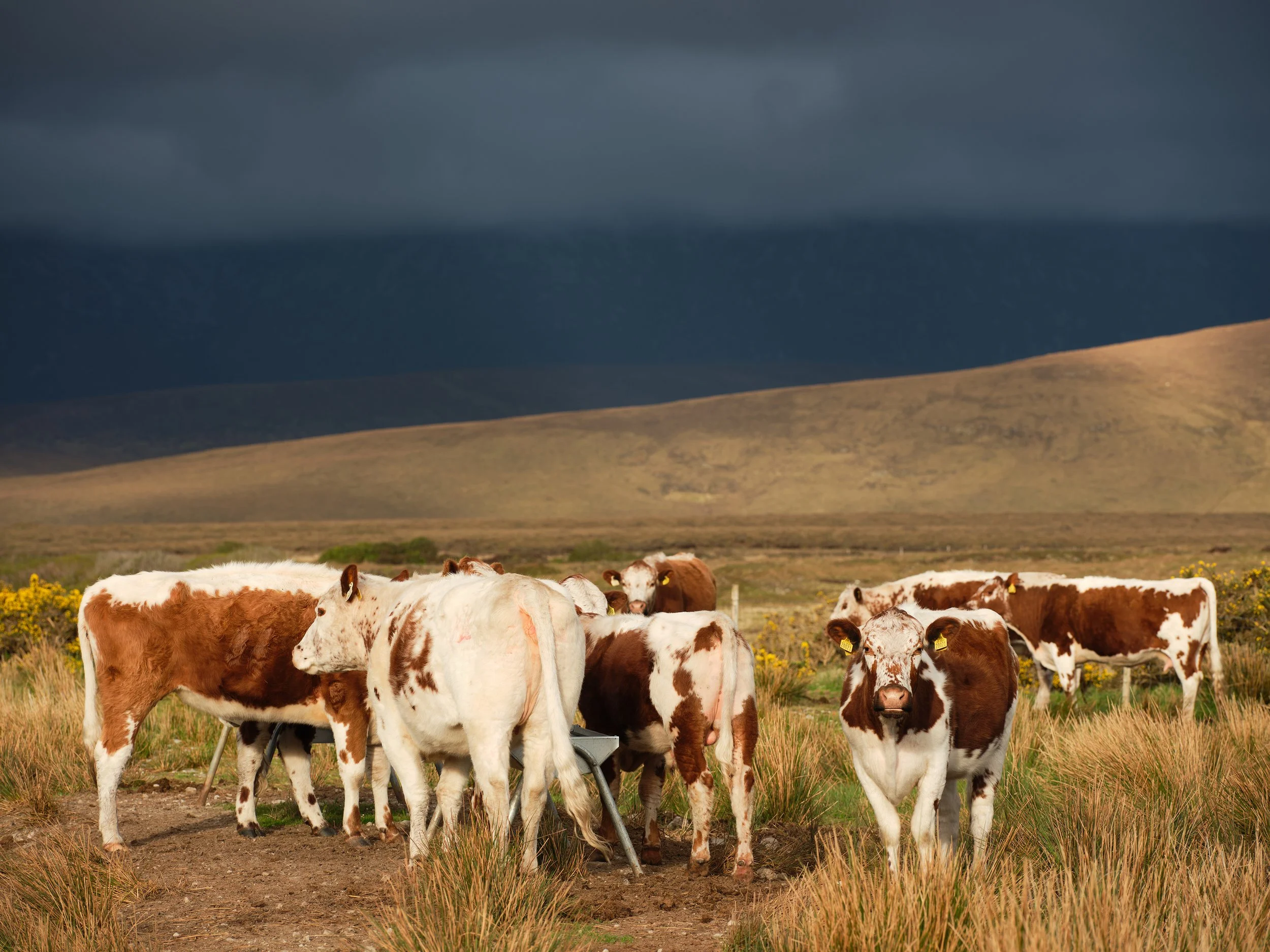 JH_Ireland_Sun_Cloud_Cows.jpg