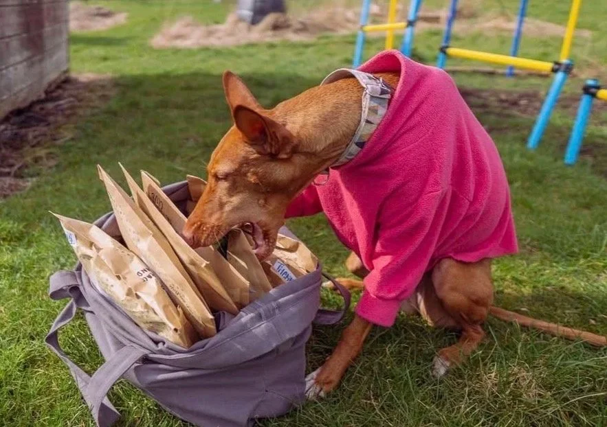 A dog wearing a pink hoodie sniffing or licking grocery bags inside a gray bag outdoors on grass, with a playground structure in the background.
