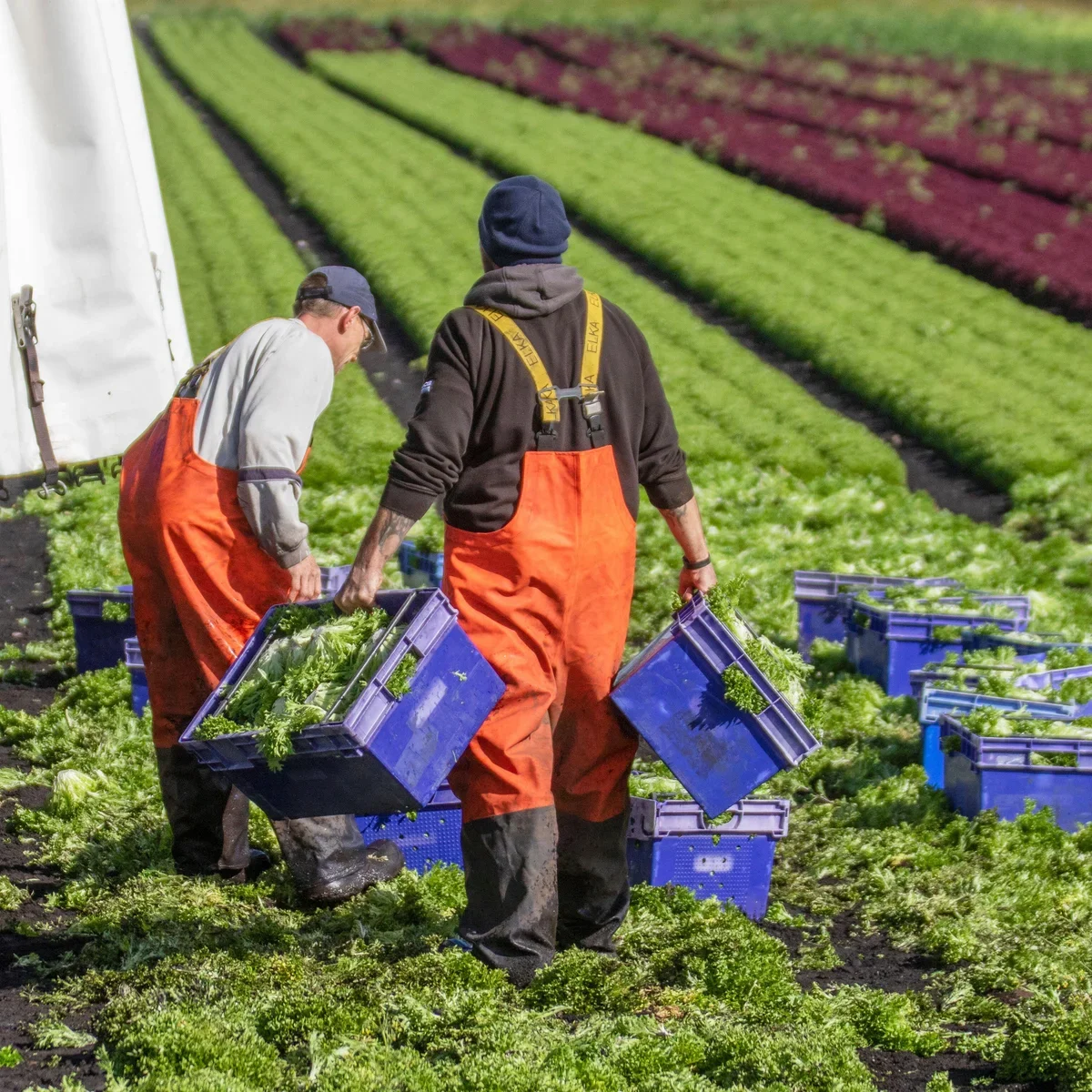 Two farmers harvesting lettuce in a vegetable field, filling crates with lettuce leaves.