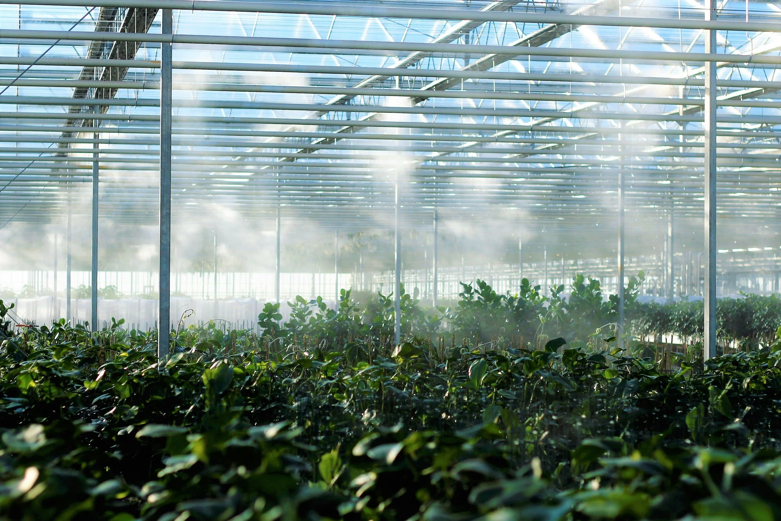 Inside a modern greenhouse with sunlight streaming through a glass roof, showing rows of green plants growing under controlled conditions.