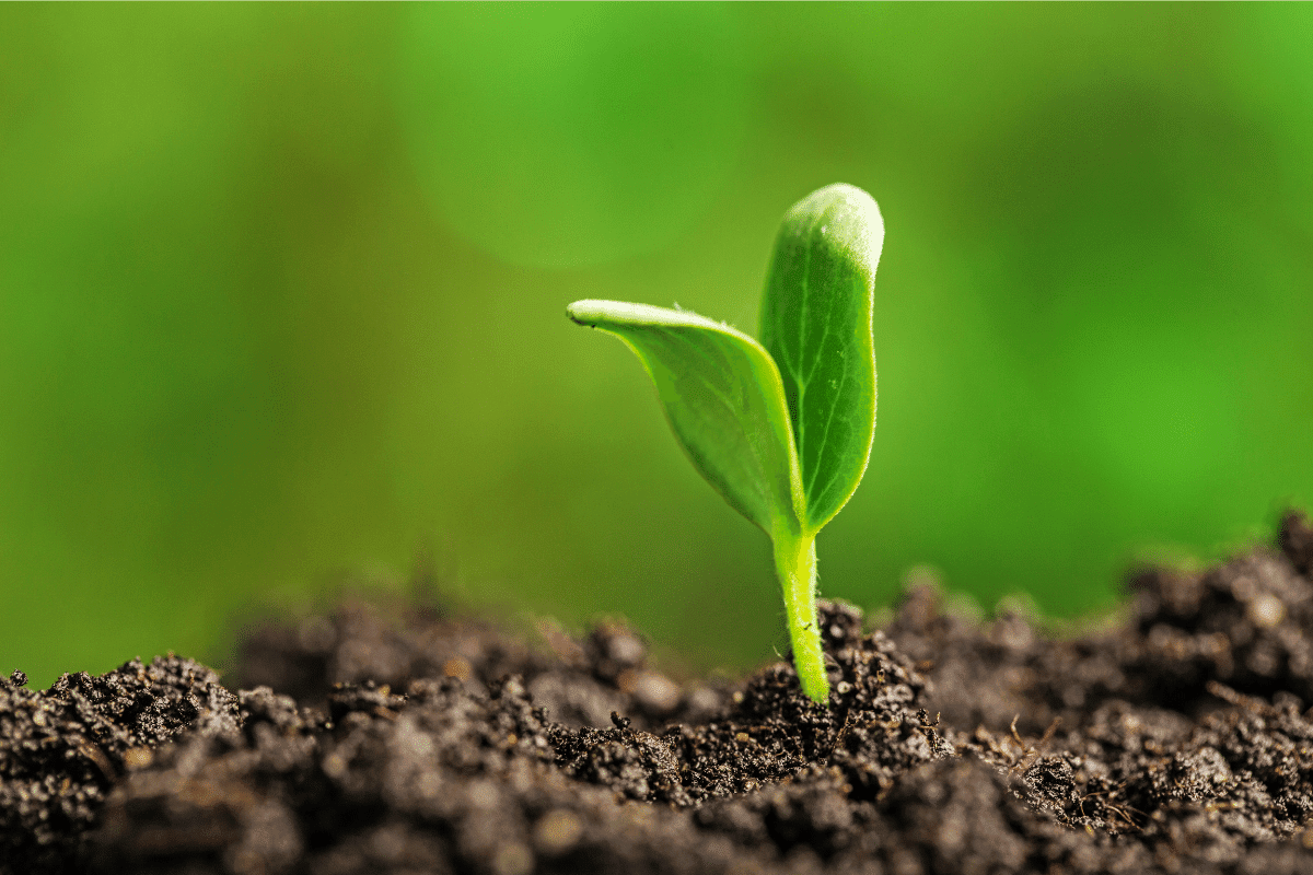 Close-up of a young green seedling sprouting from dark soil with blurred green background.