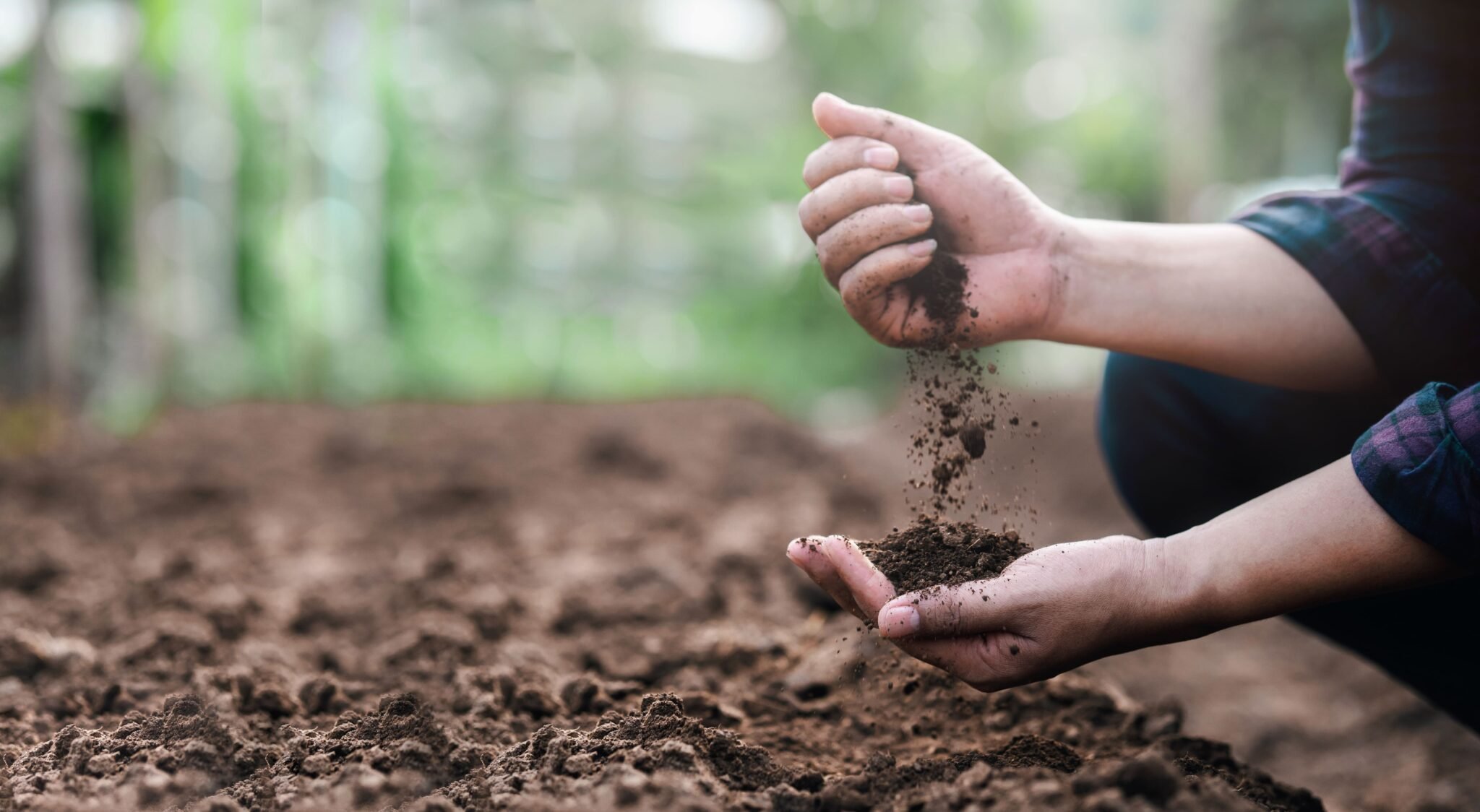 Person analysing soil in a garden or farm, with green plants in the background.