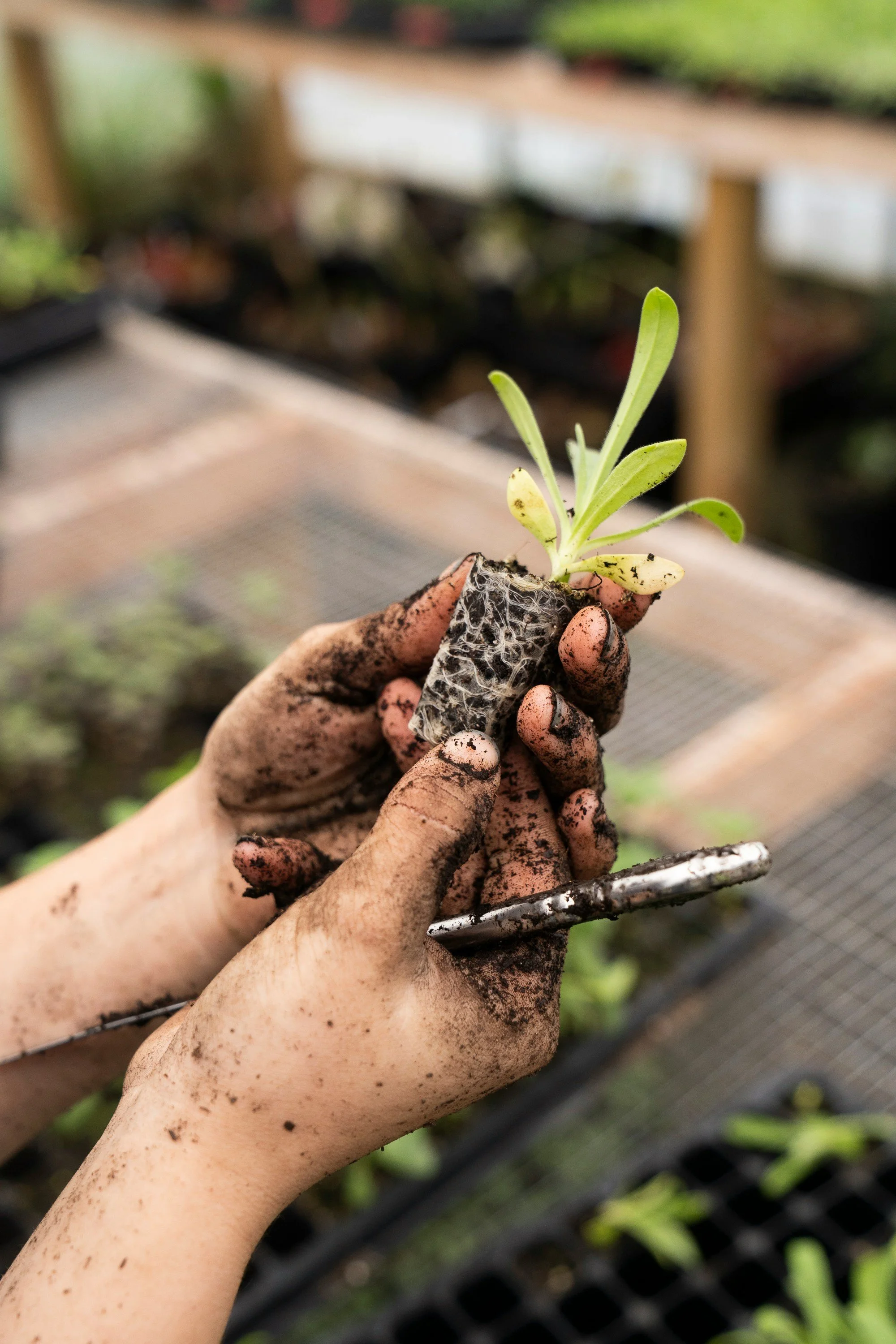 A person holding a small potted plant with green leaves, dirt on their hands, in a garden nursery setting.