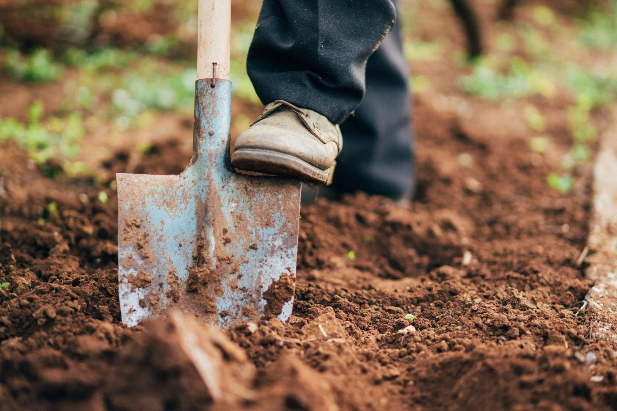 Close-up of a person planting something in soil with a rusty shovel, wearing black pants and beige work boots.