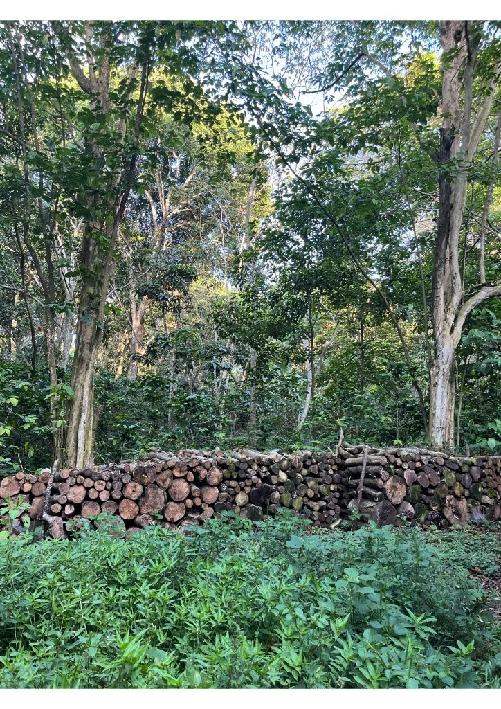 Holzlager im Wald mit zahlreichen Baumstämmen und grünen Pflanzen im Vordergrund.