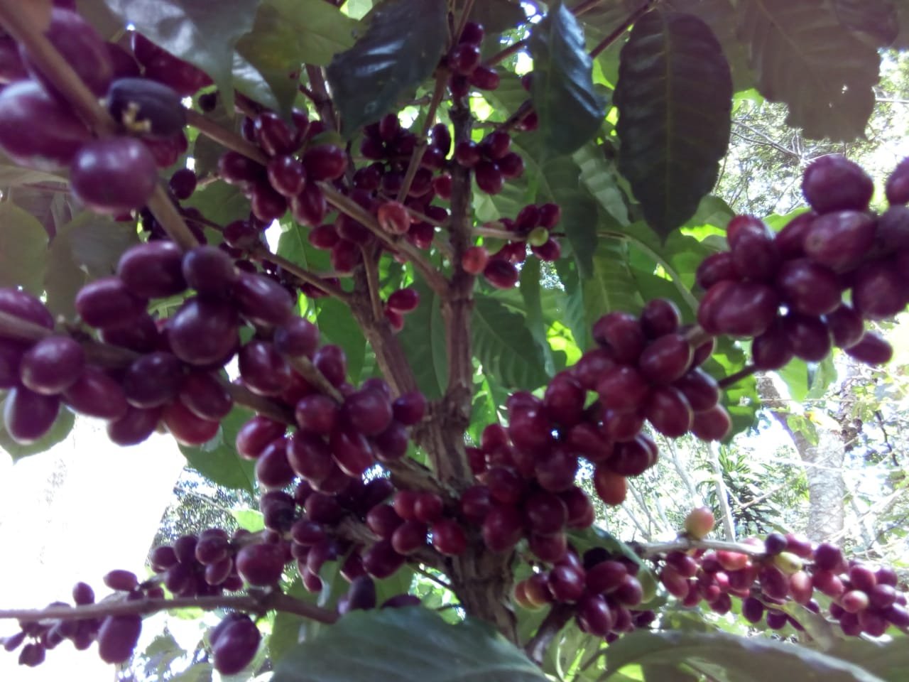 Rote Kaffeekirschen auf einem Kaffeebaum, umgeben von grünen Blättern und Sonnenlicht
