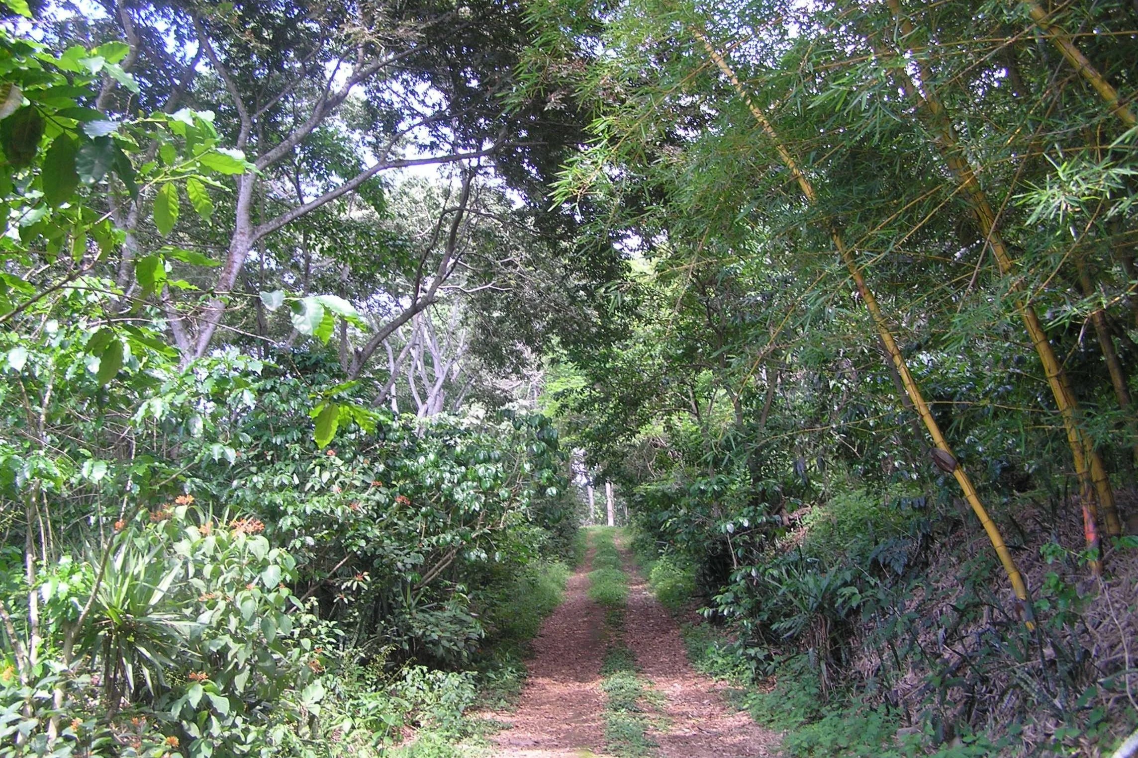 Ein schmaler Weg führt durch einen dichten grünen Wald mit Bäumen, Büschen und Blättern.