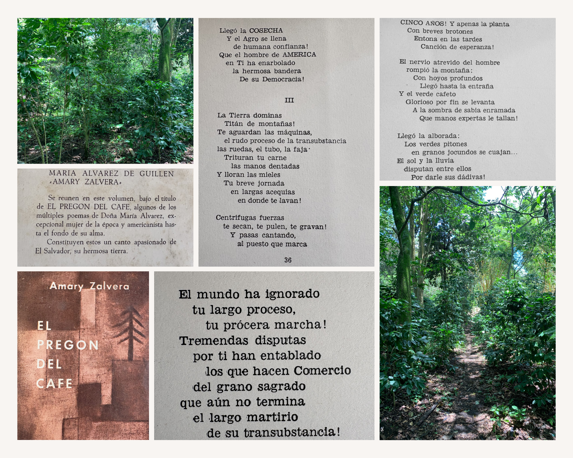 Ein Bild mit zwei Fotos von einem Waldweg mit grünen Bäumen und Blättern, sowie Textausschnitten in spanischer Sprache und einem Buchumschlag mit dem Titel 'El Pregon del Cafe' und dem Namen Maria Alvarez de Guillen, sowie einem Gedicht. Es scheint sich um eine Buchseite oder eine Präsentation mit literarischem Inhalt zu handeln.