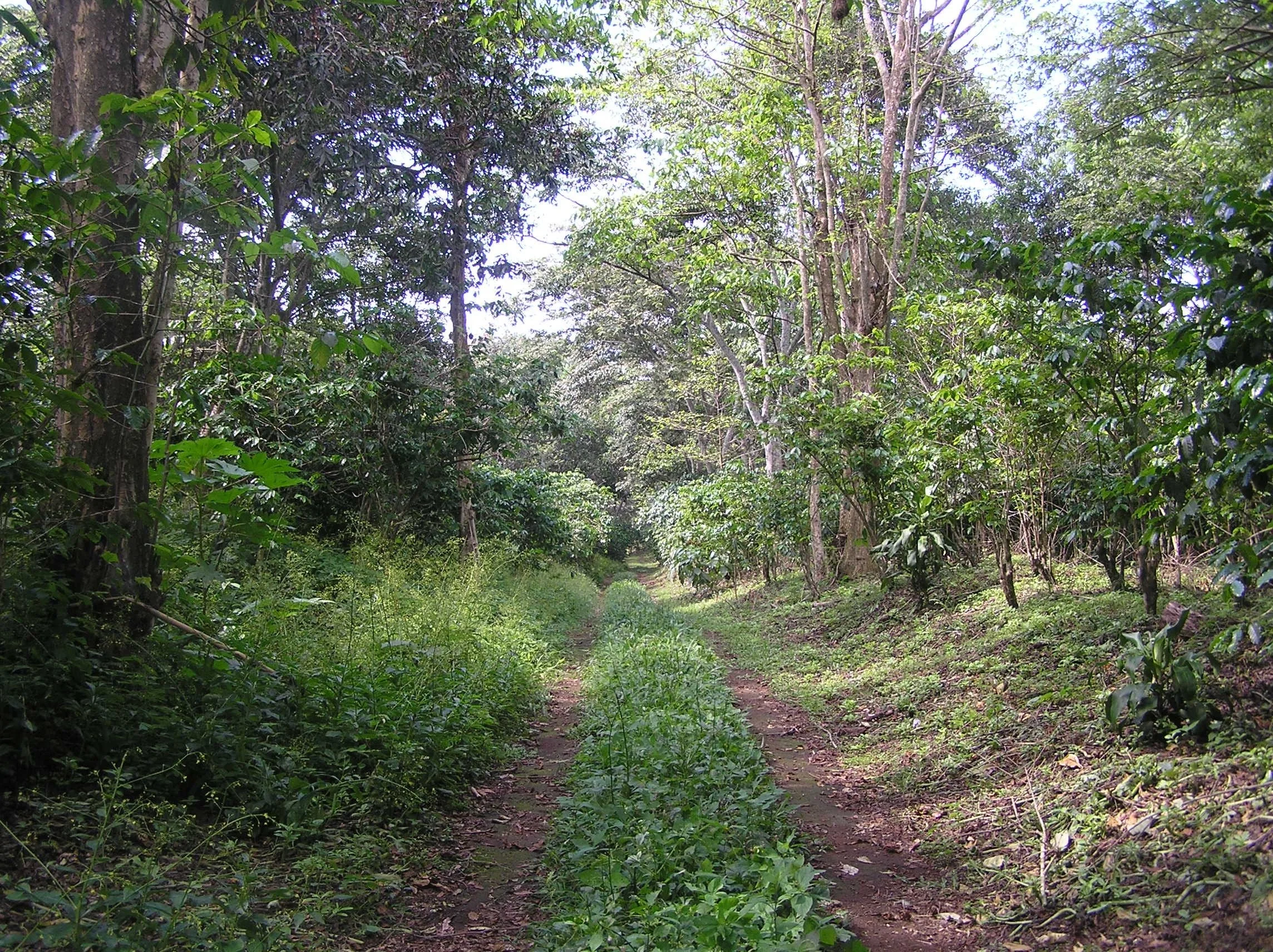 Ein Wanderweg durch einen dichten grünen Wald mit Bäumen und üppiger Vegetation.