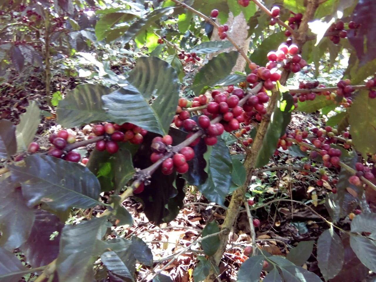 Kaffeepflanze mit roten Kaffeekirschen an den Zweigen, umgeben von grünen Blättern im Schatten