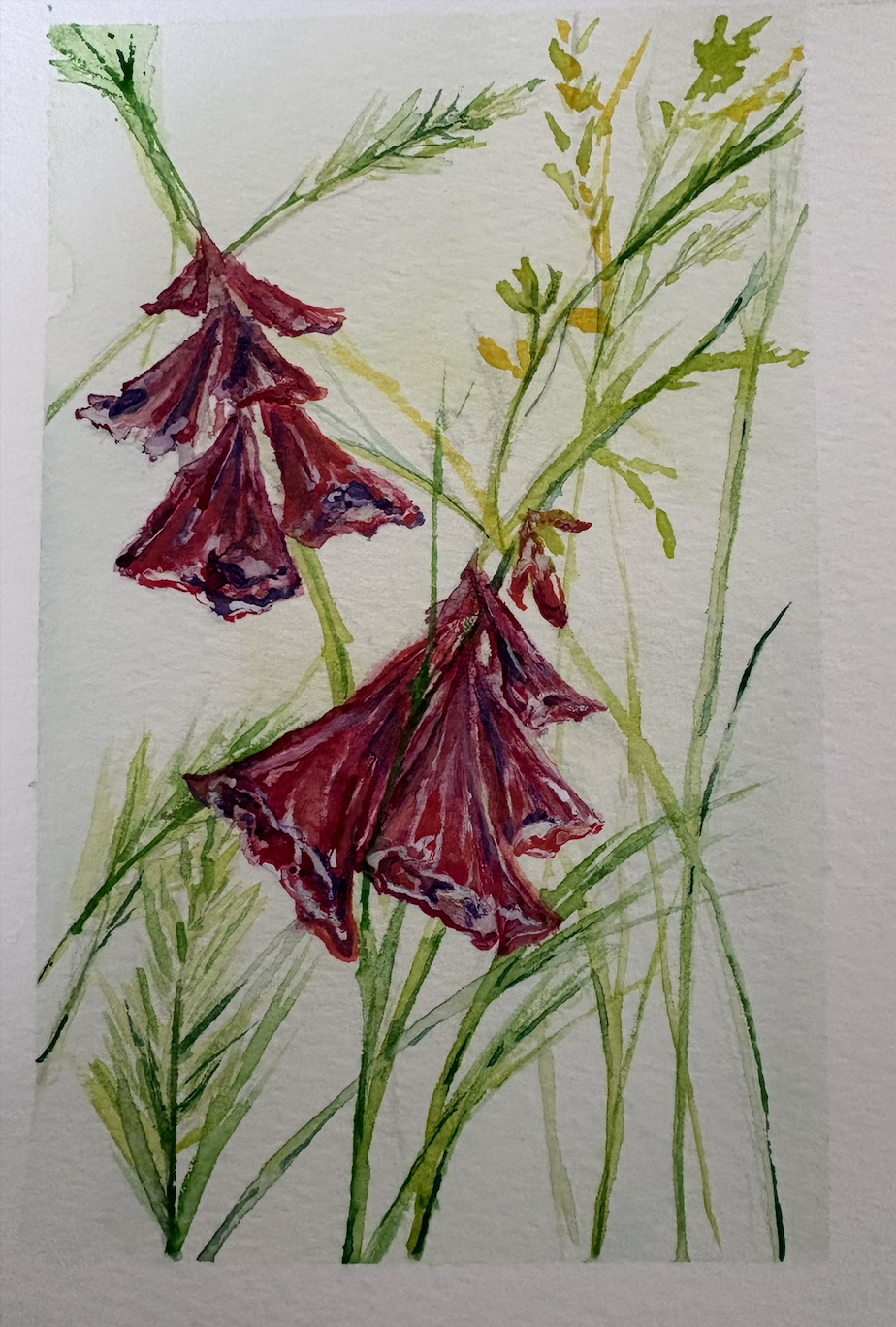 Wild Foxgloves of Exmoor