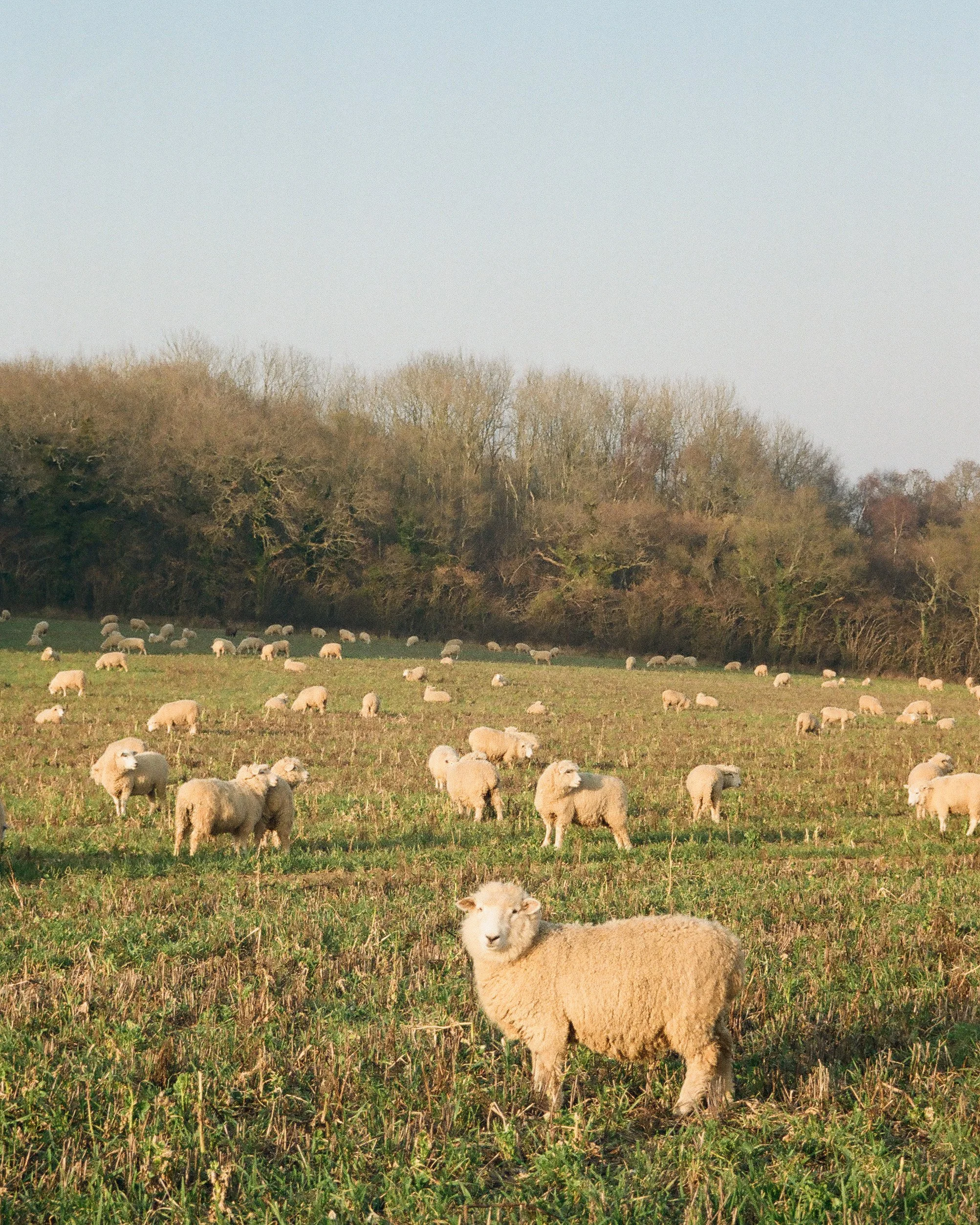 documentary cinematic 35mm film countryside photography.jpg