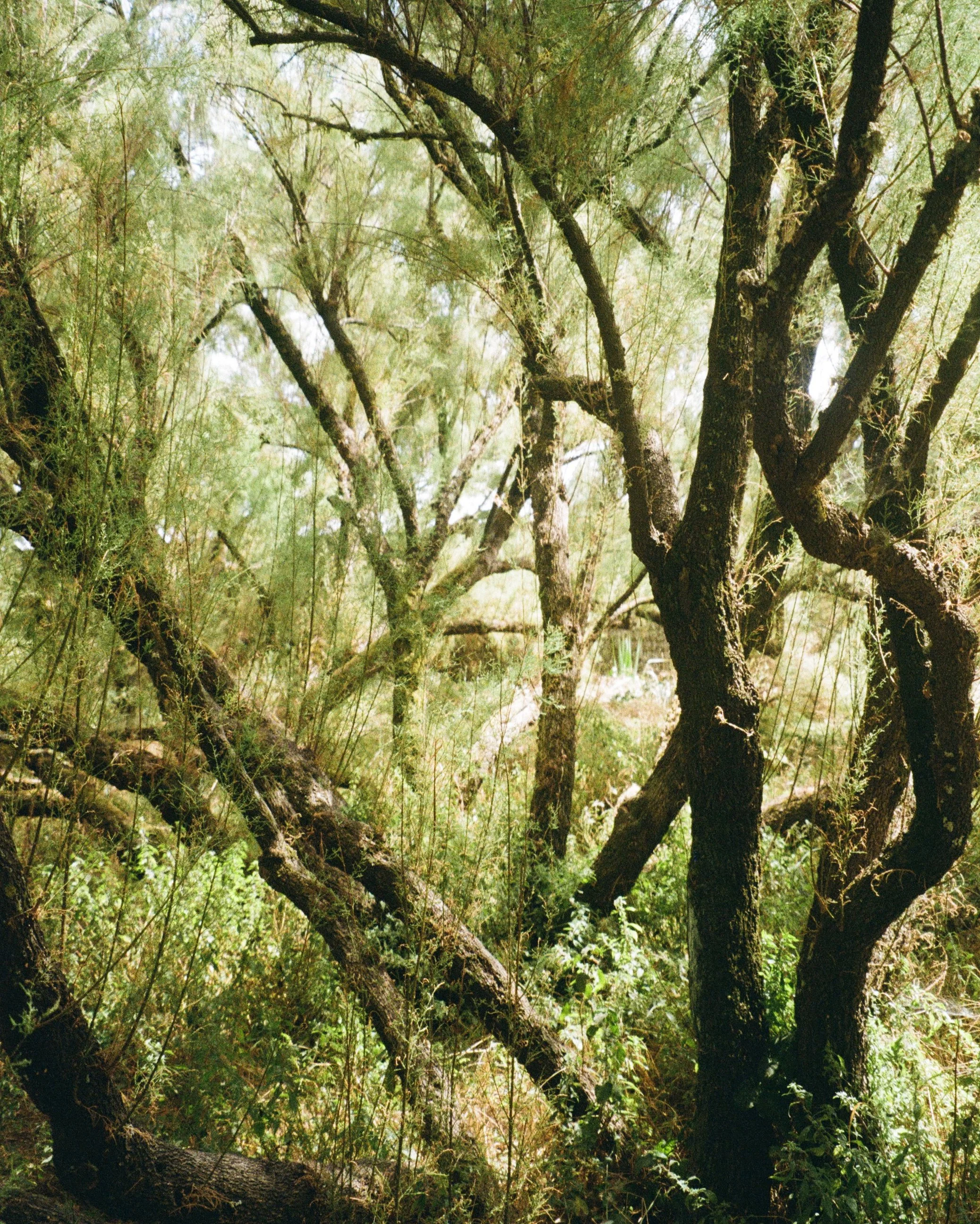 35mm film photography documentary summer nostalgia france.jpg