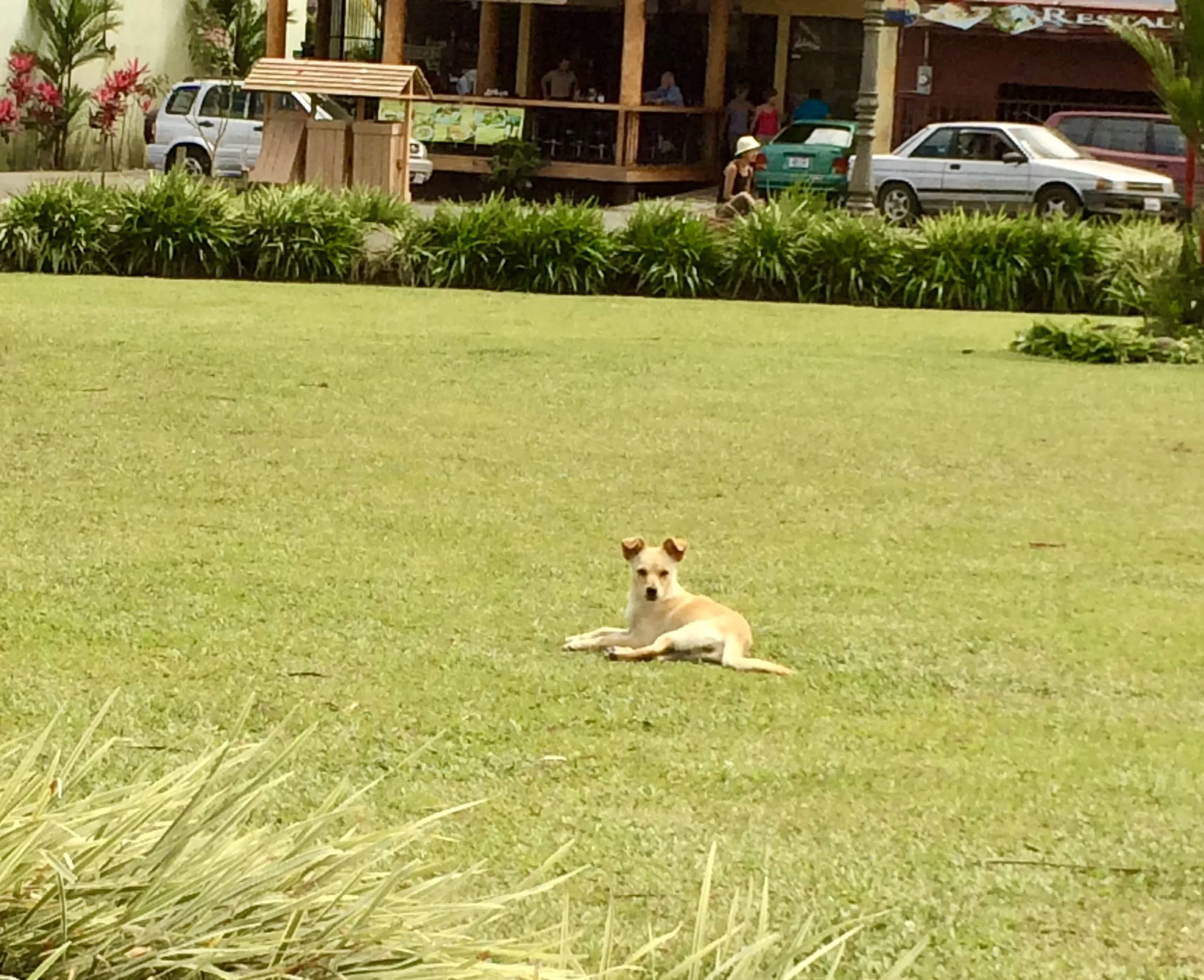 Street dog lazing it on the park lawn