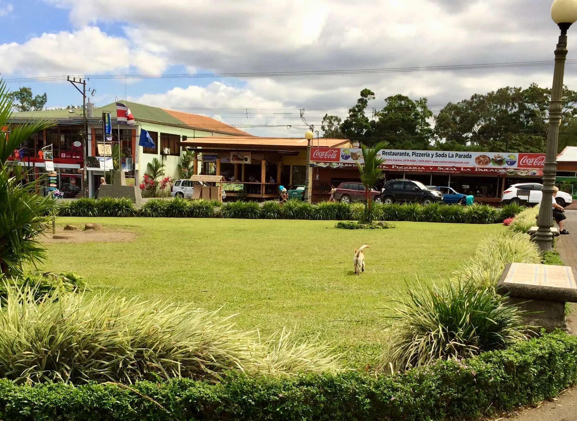 Dog patrolling the park area