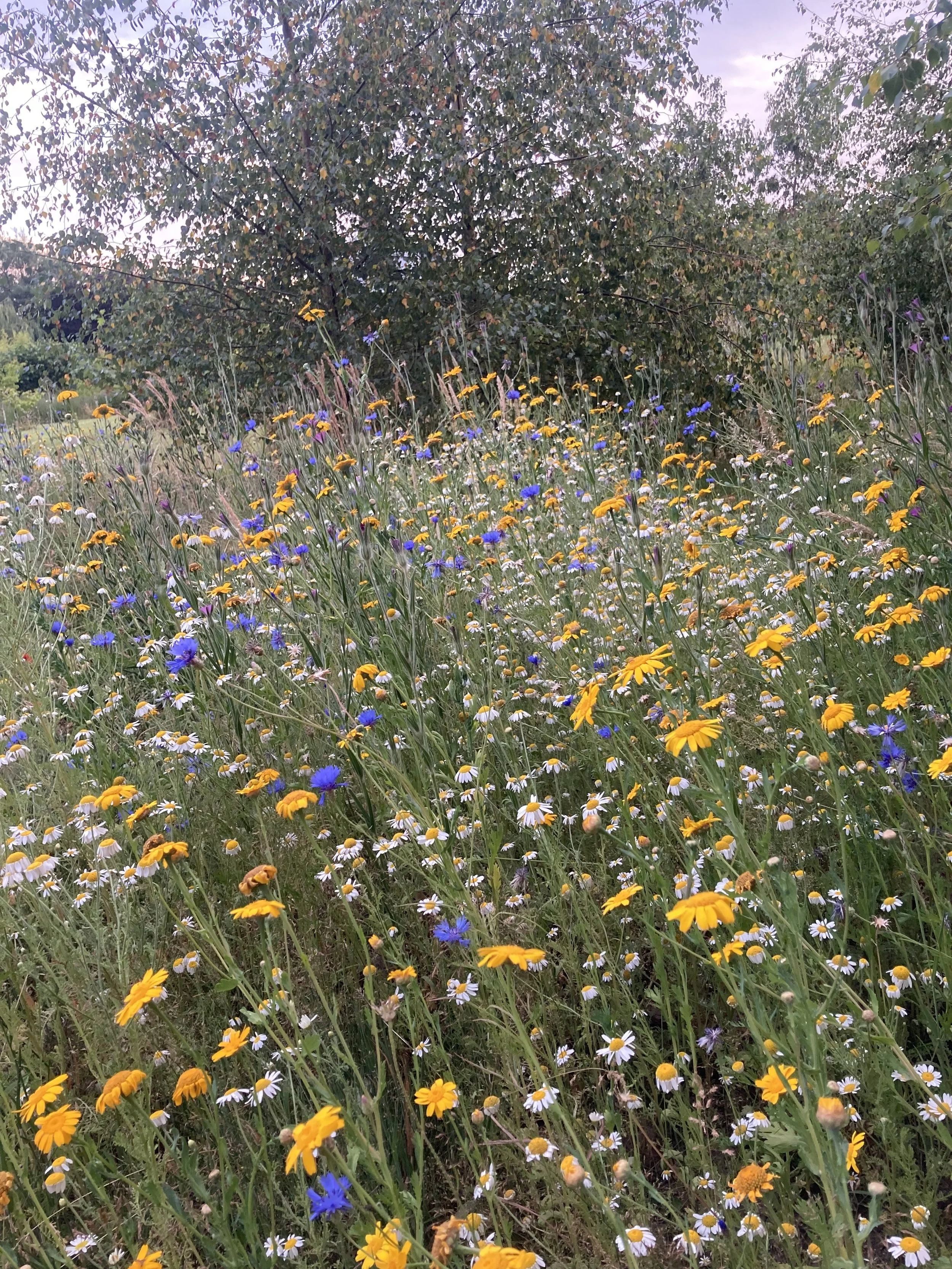 Sustainable Intervention and Habitat Creation